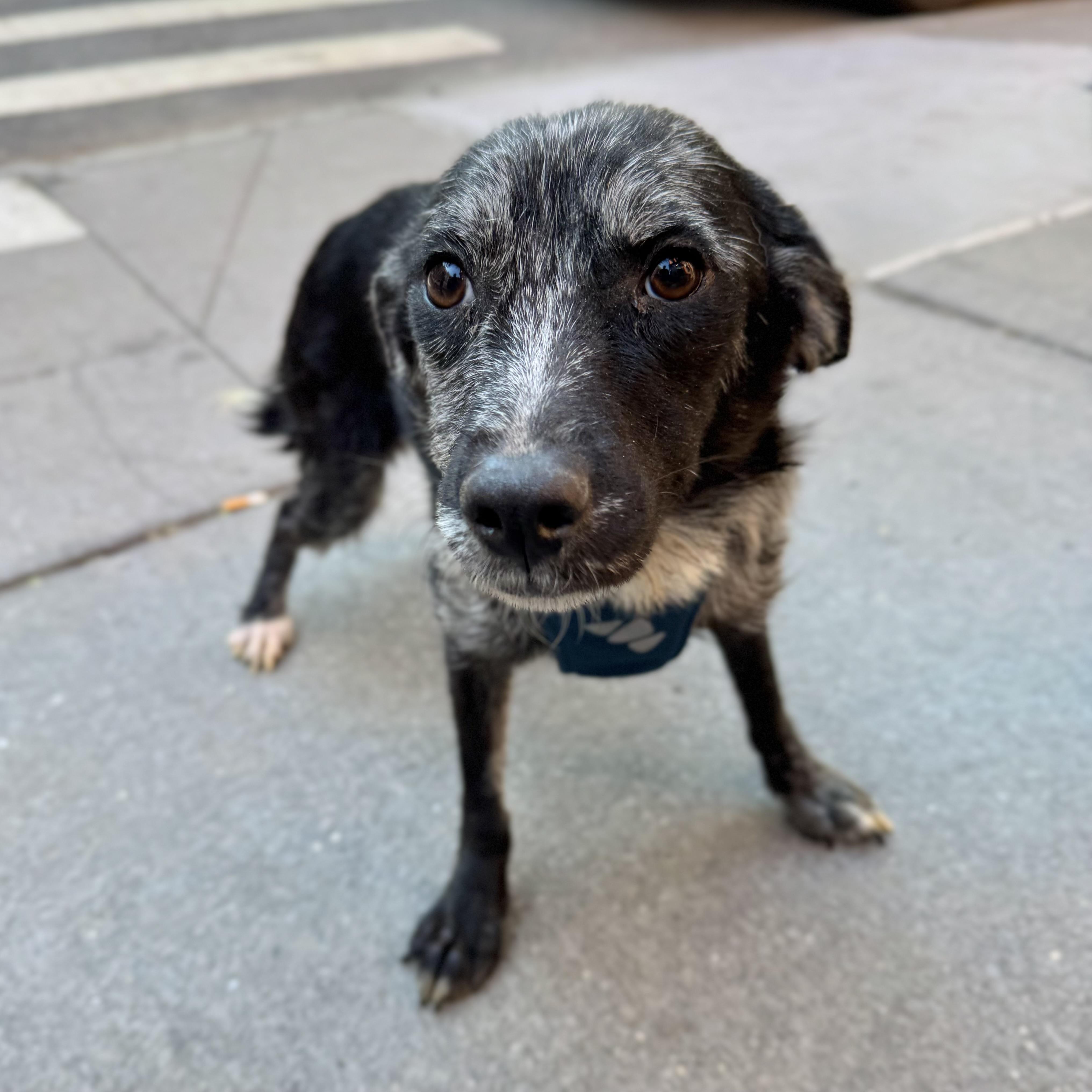 Enlarge Woolly, a ADOPTABLE mixed breed in New York, NY image 3/6