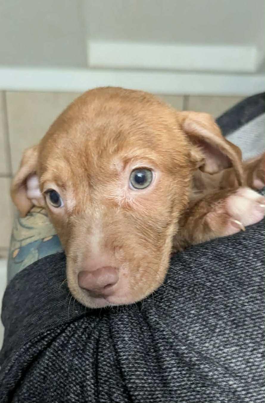 Enlarge Ainsley, a Adoptable mixed breed in Duncan , SC image 1/1