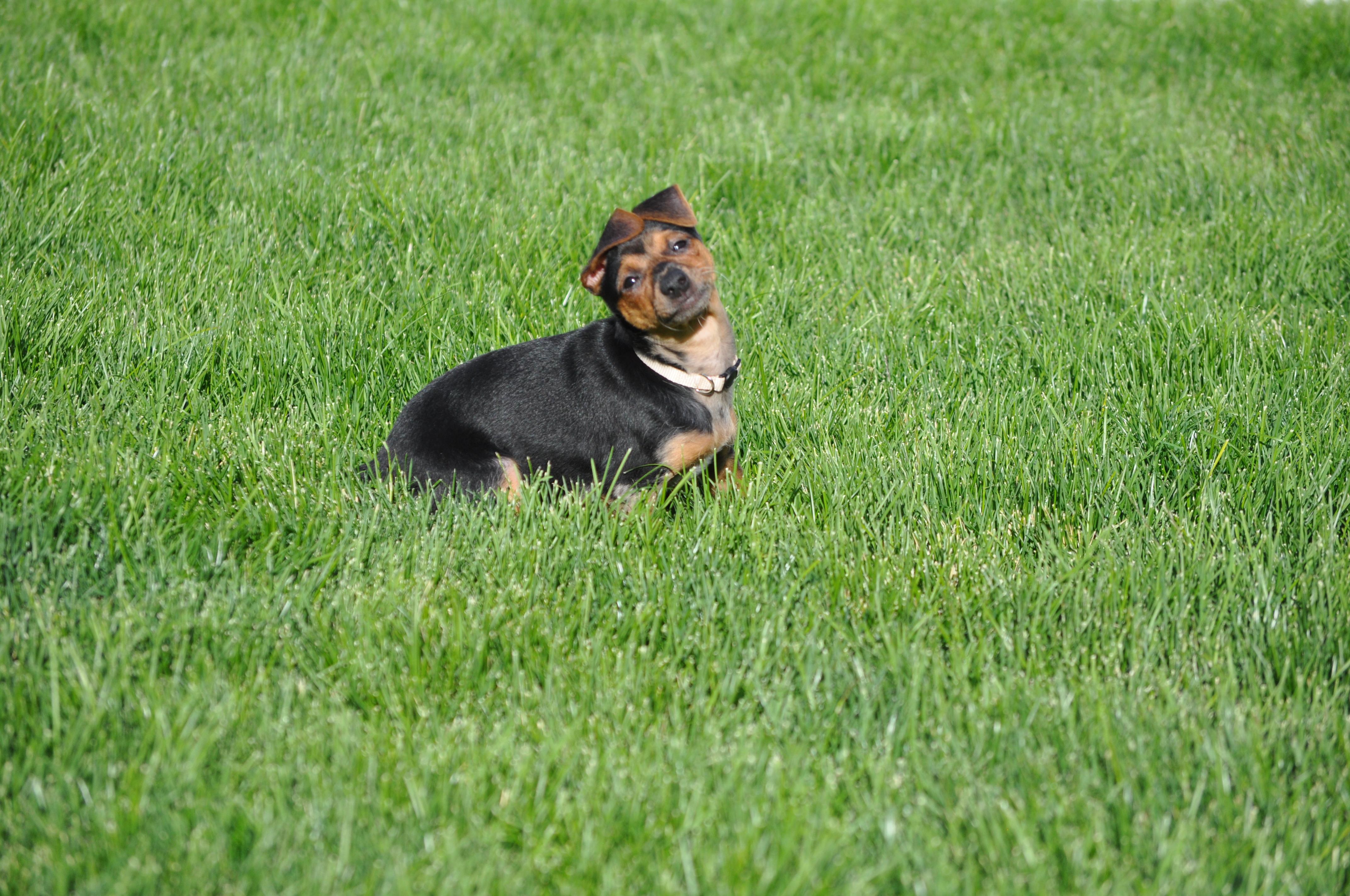 Enlarge Errol, a ADOPTABLE mixed breed in Union Gap, WA image 5/6