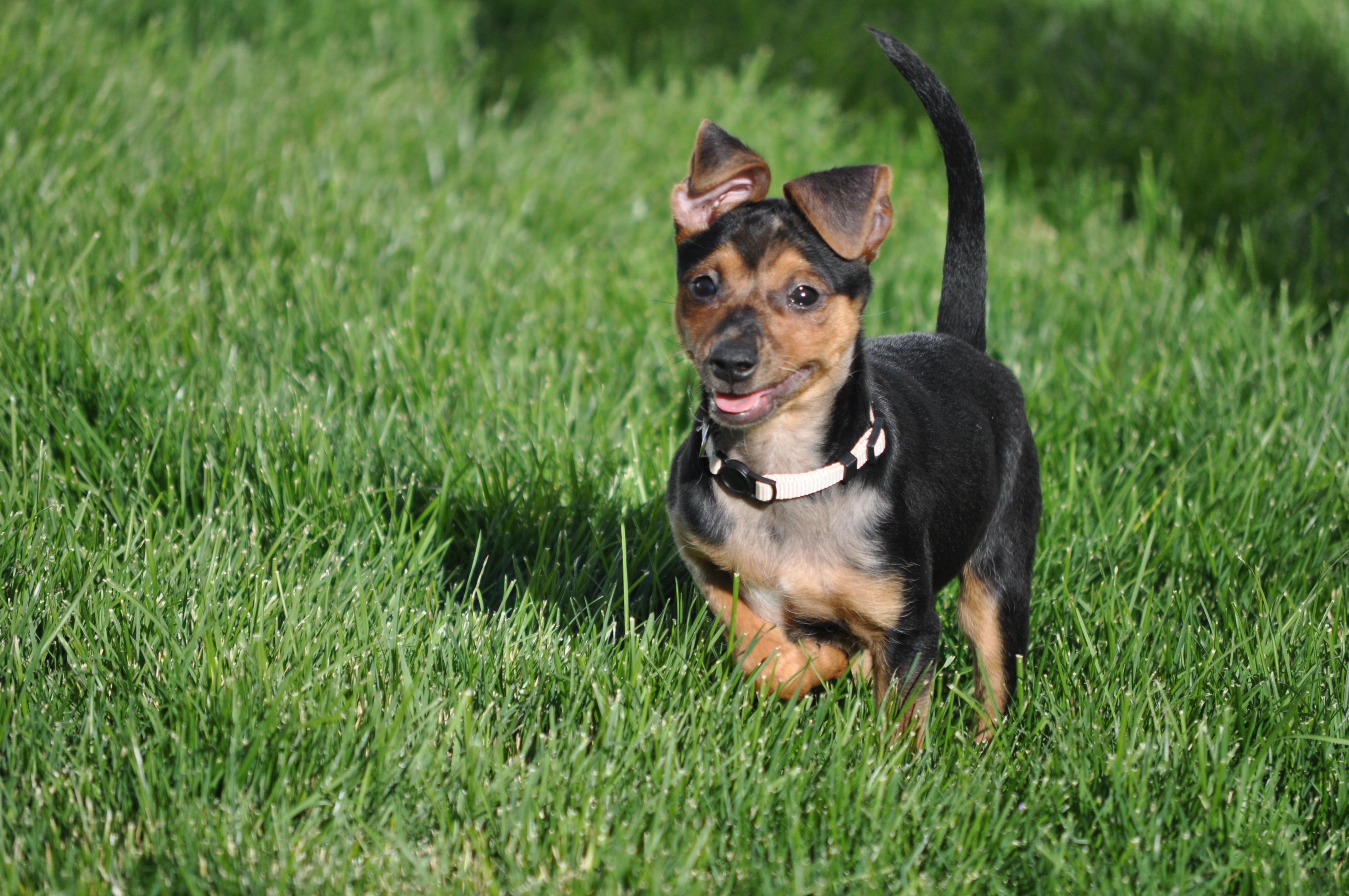 Enlarge Errol, a ADOPTABLE mixed breed in Union Gap, WA image 3/6