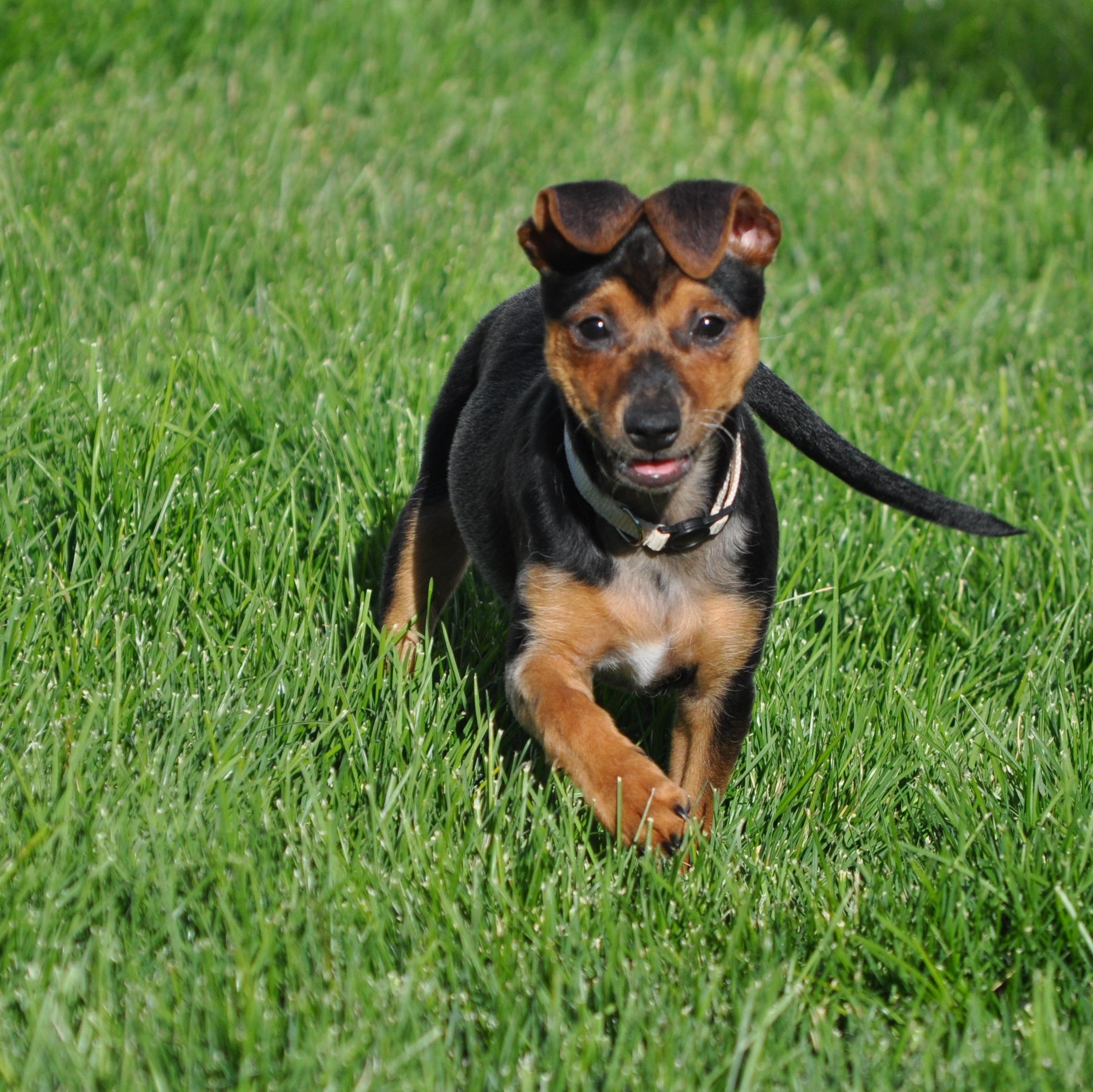 Enlarge Errol, a ADOPTABLE mixed breed in Union Gap, WA image 1/6