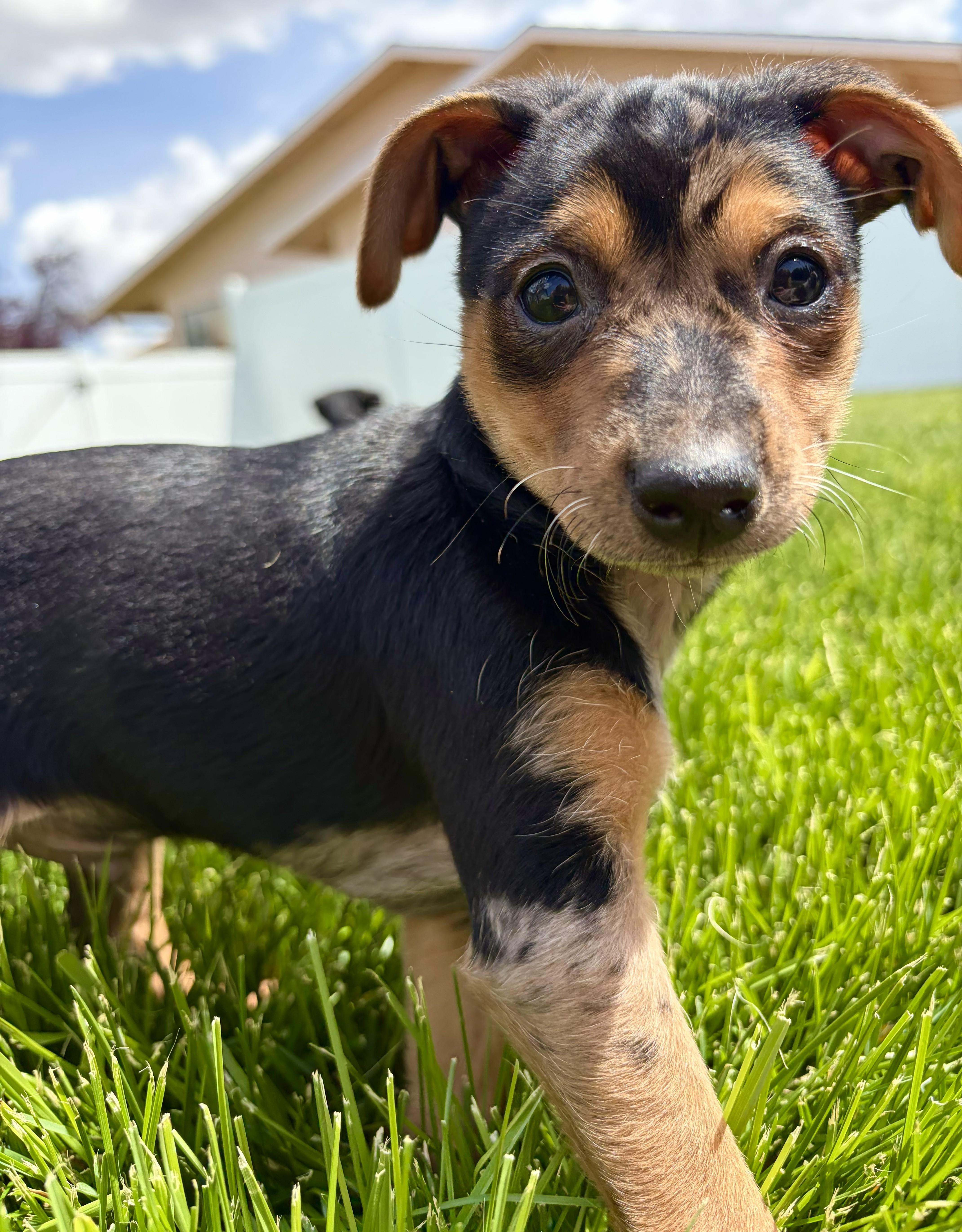 Errol, a ADOPTABLE mixed breed in Union Gap, WA image 1/6