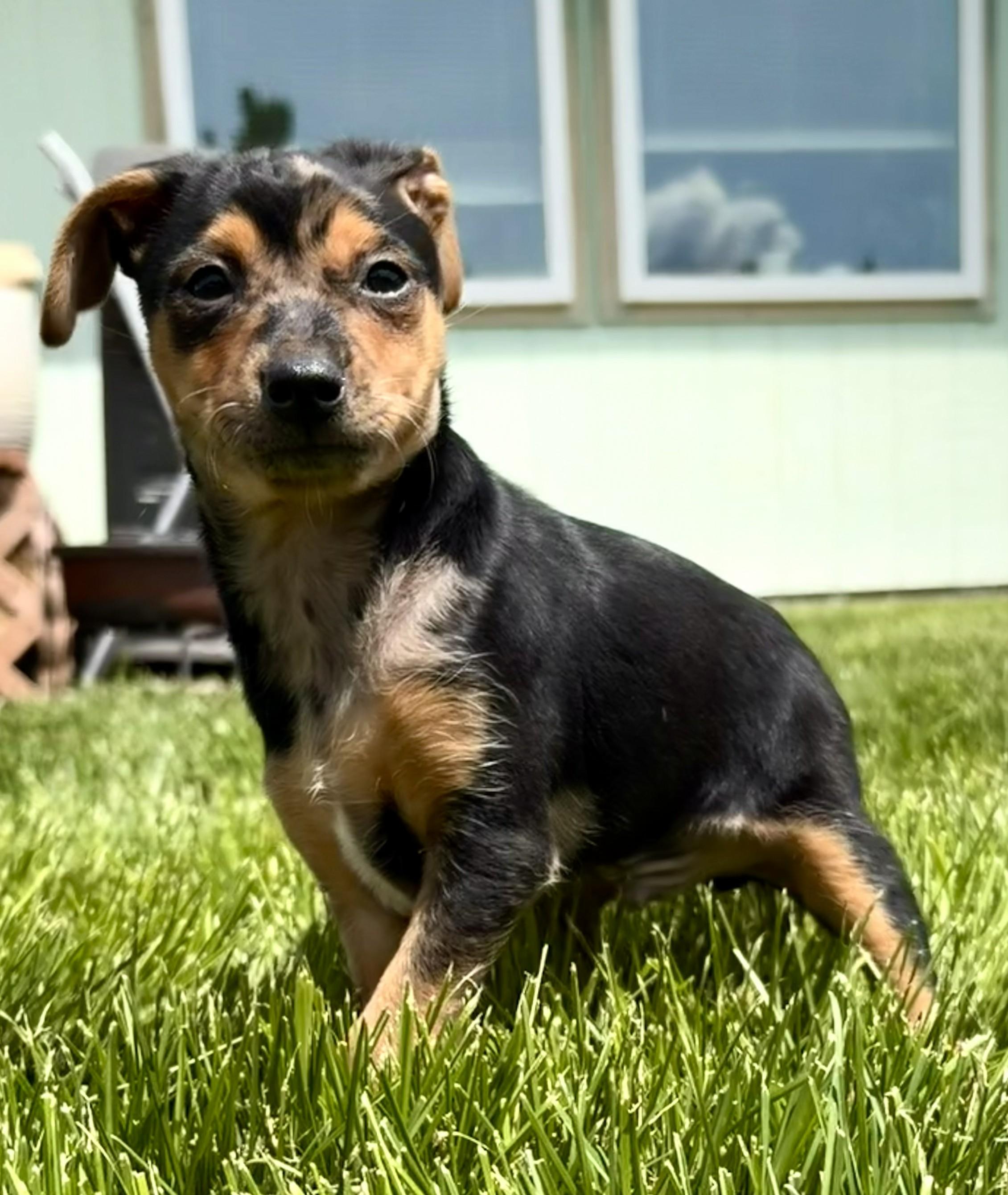 Errol, a ADOPTABLE mixed breed in Union Gap, WA image 6/6
