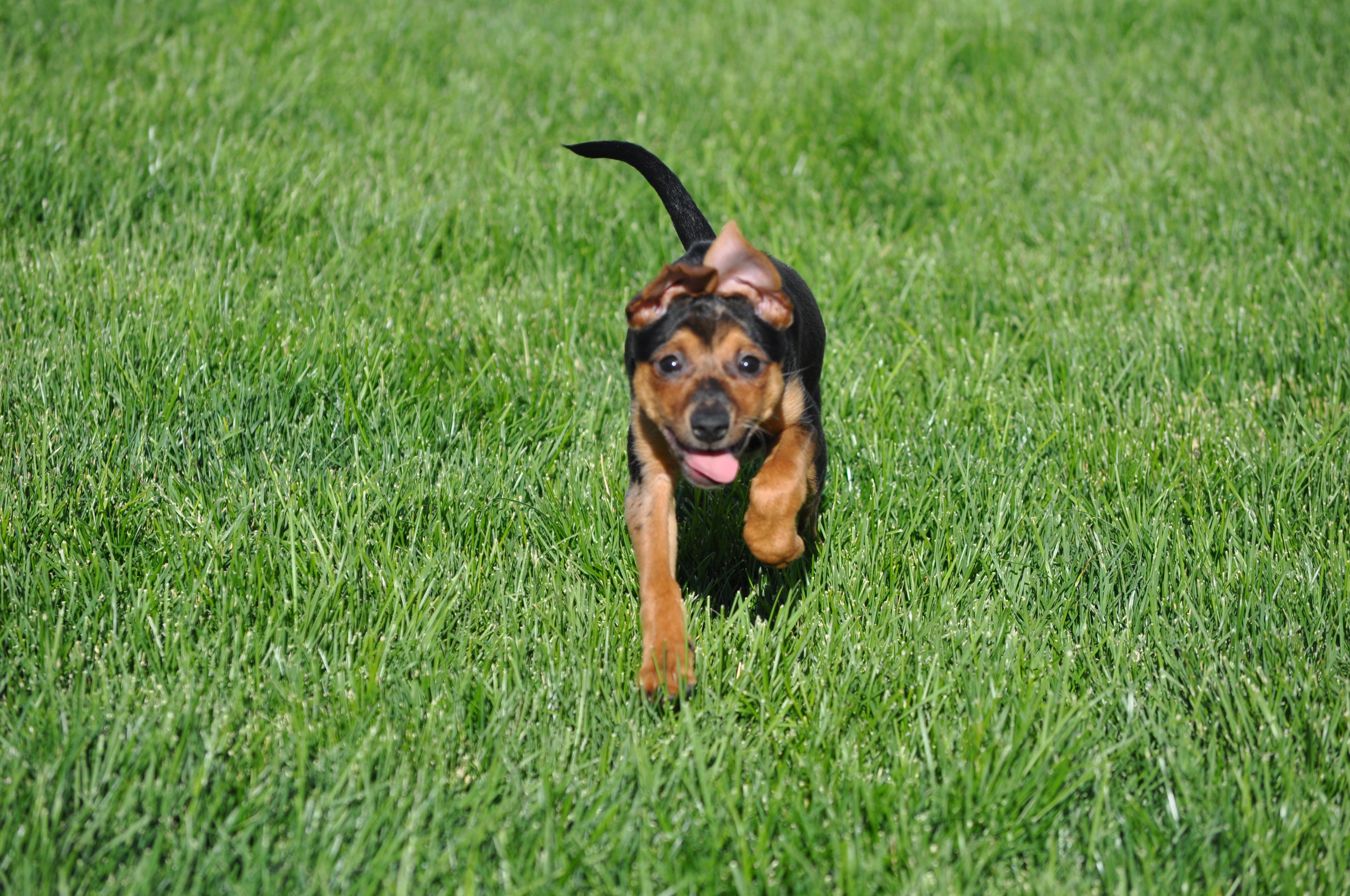 Enlarge Errol, a ADOPTABLE mixed breed in Union Gap, WA image 2/6