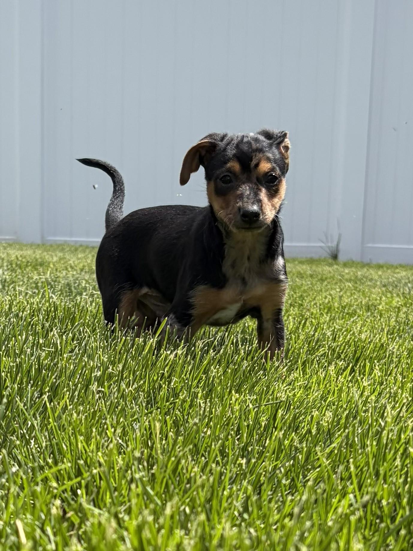 Errol, a ADOPTABLE mixed breed in Union Gap, WA image 3/6