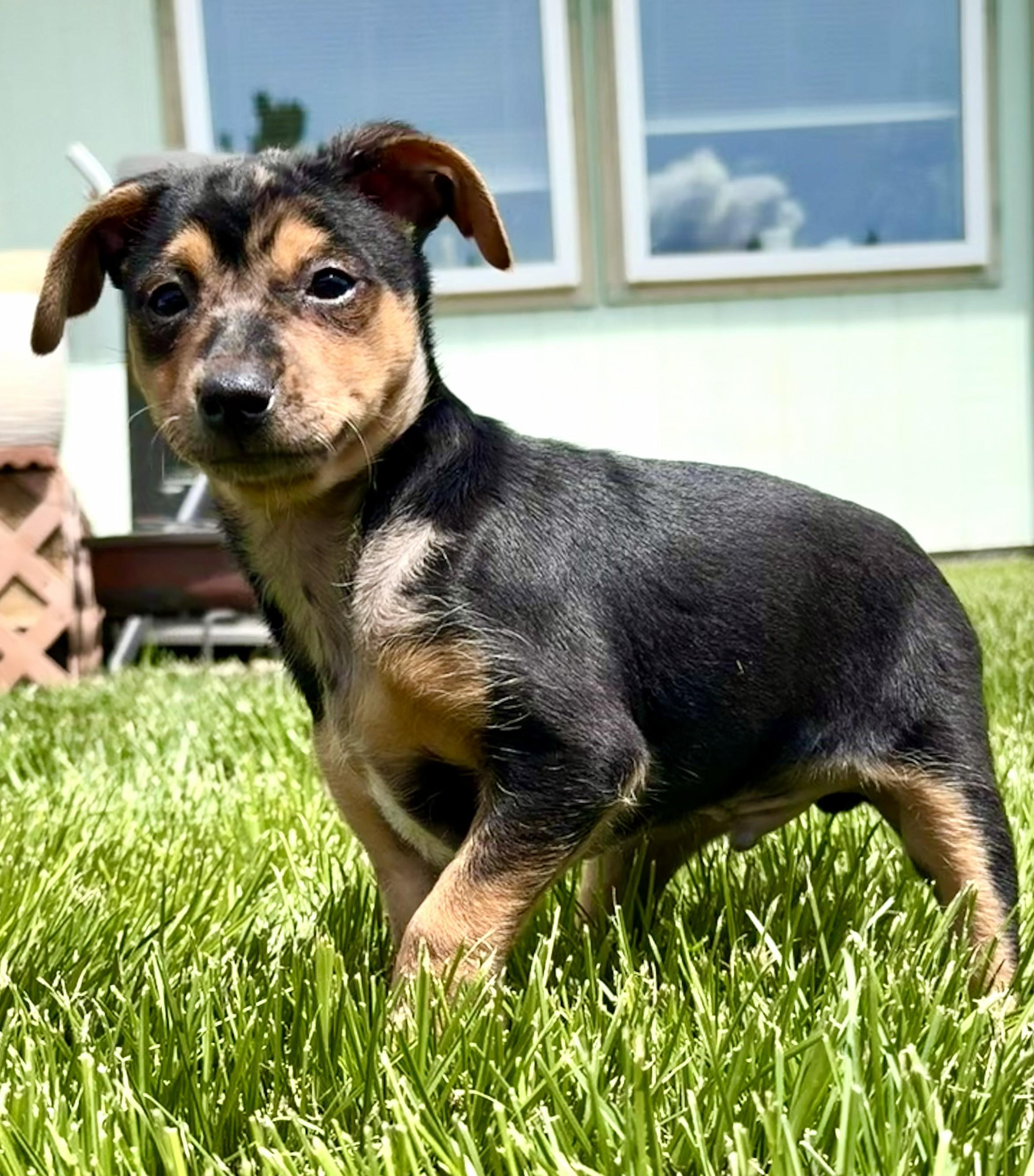 Errol, a ADOPTABLE mixed breed in Union Gap, WA image 5/6
