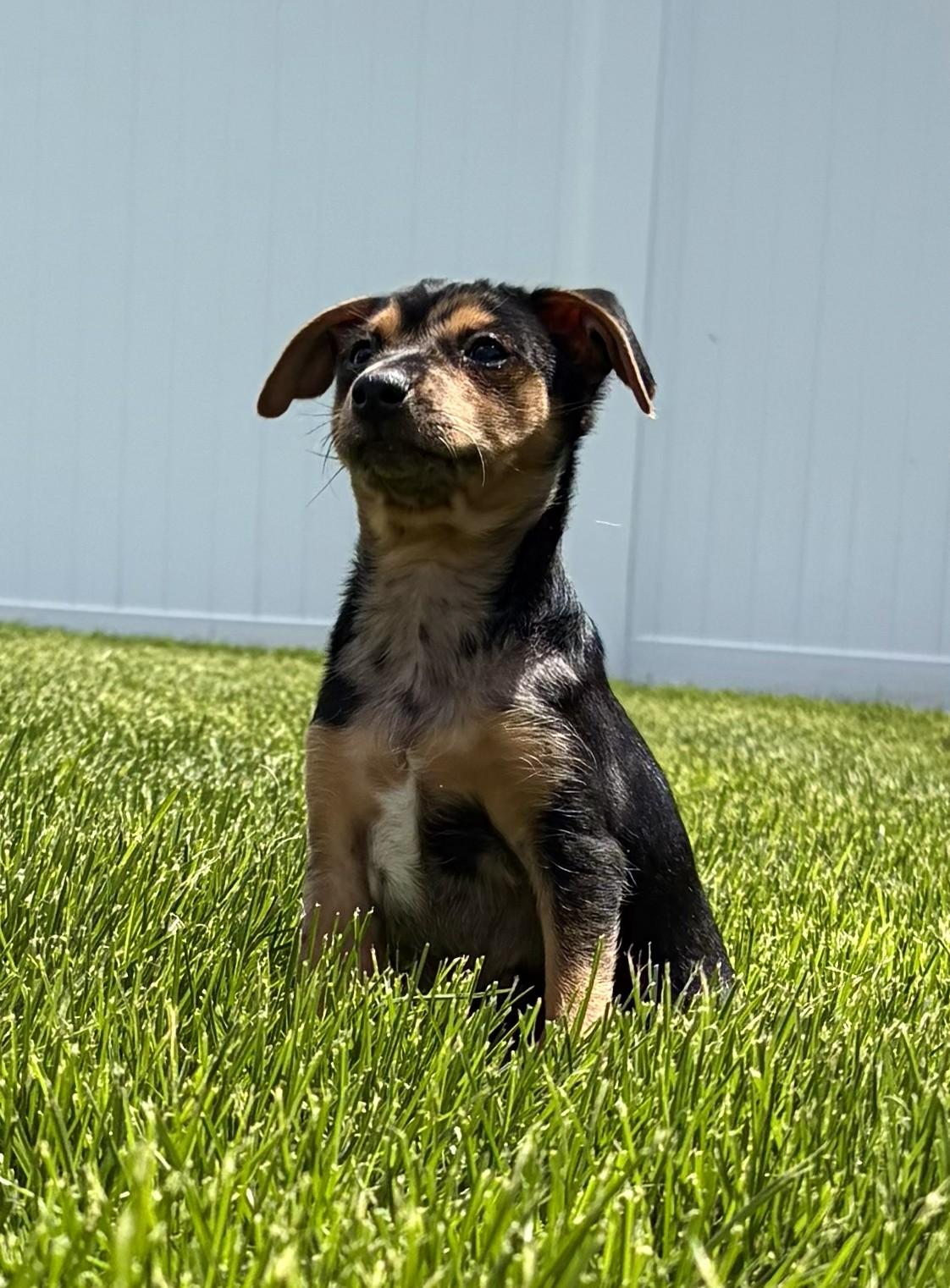 Errol, a ADOPTABLE mixed breed in Union Gap, WA image 2/6