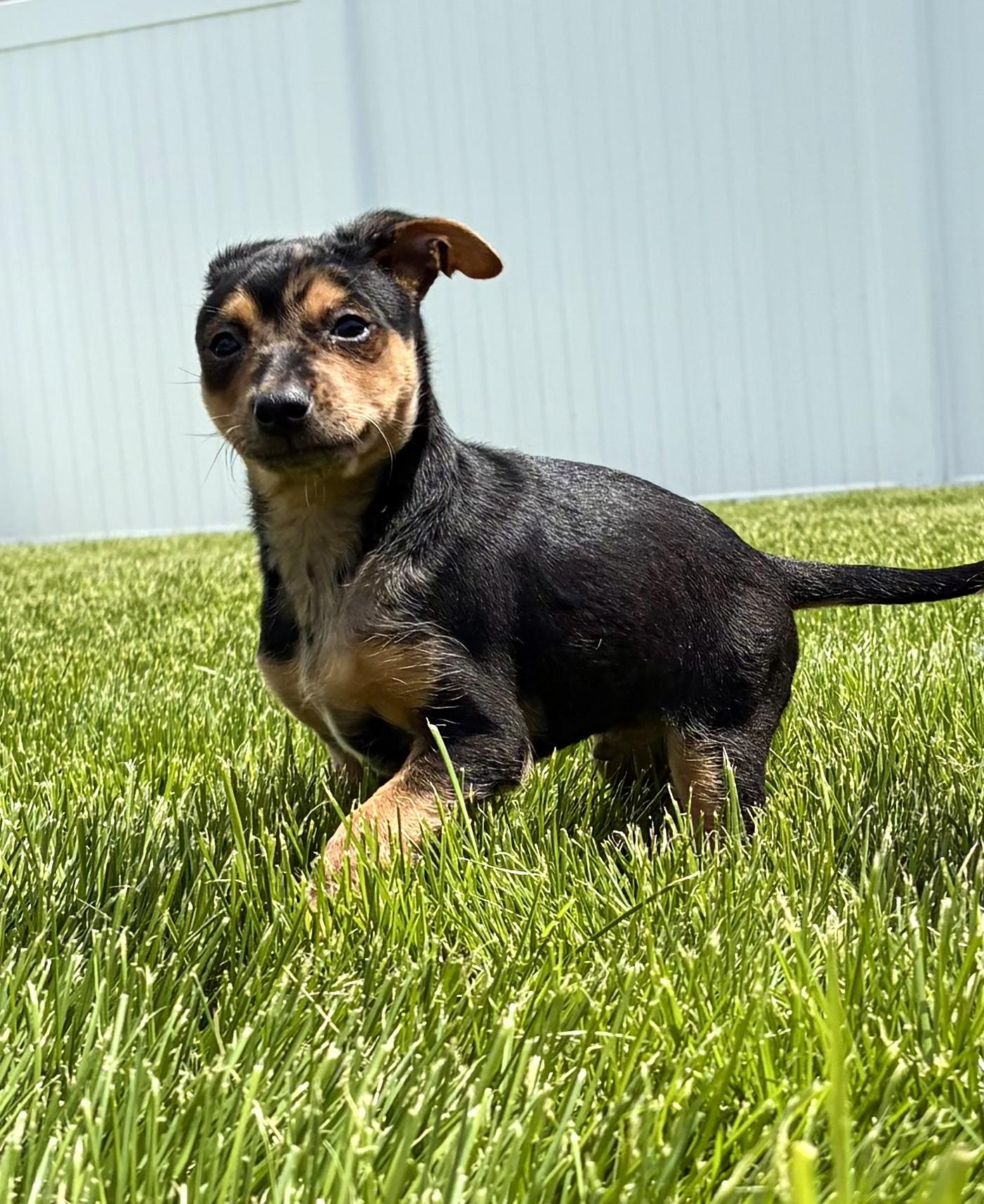 Errol, a ADOPTABLE mixed breed in Union Gap, WA image 4/6