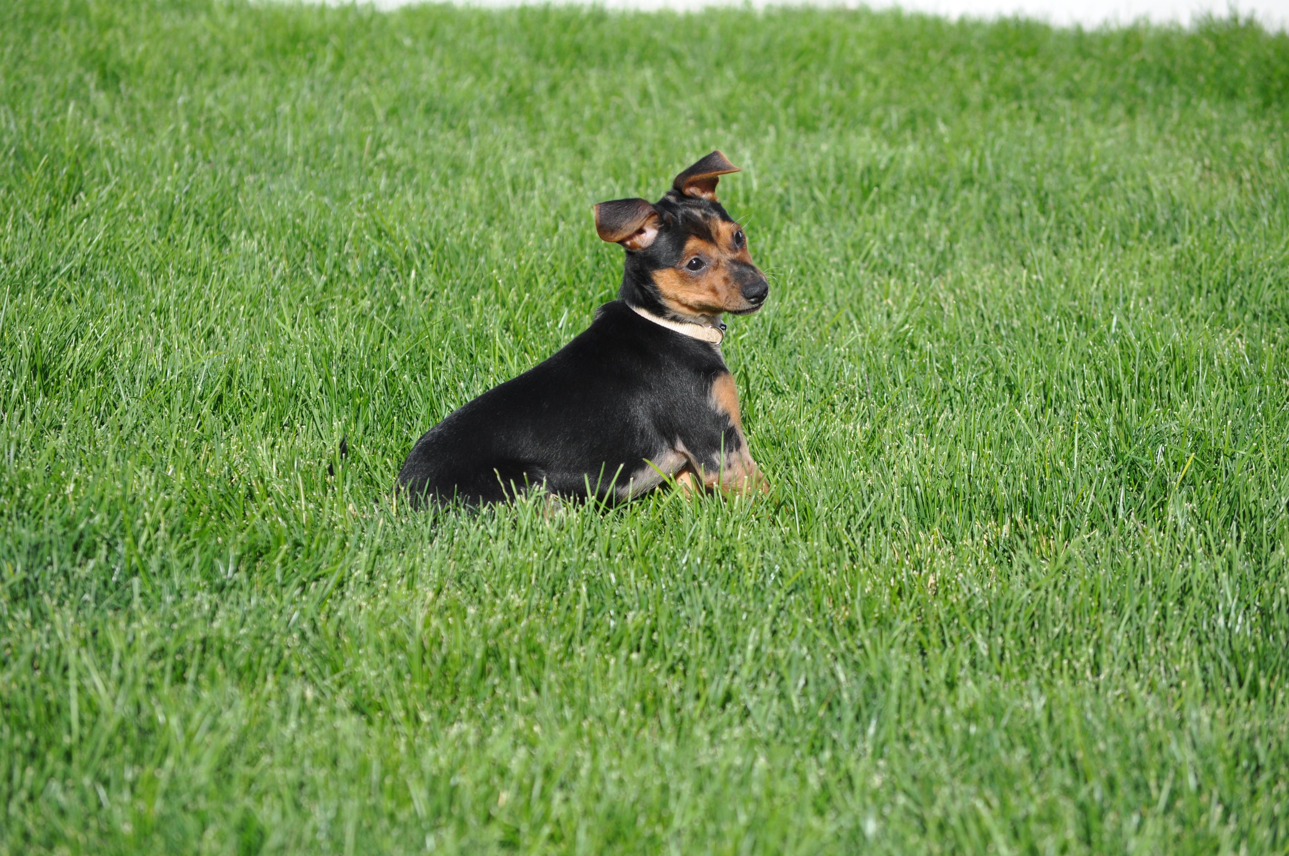 Enlarge Errol, a ADOPTABLE mixed breed in Union Gap, WA image 4/6