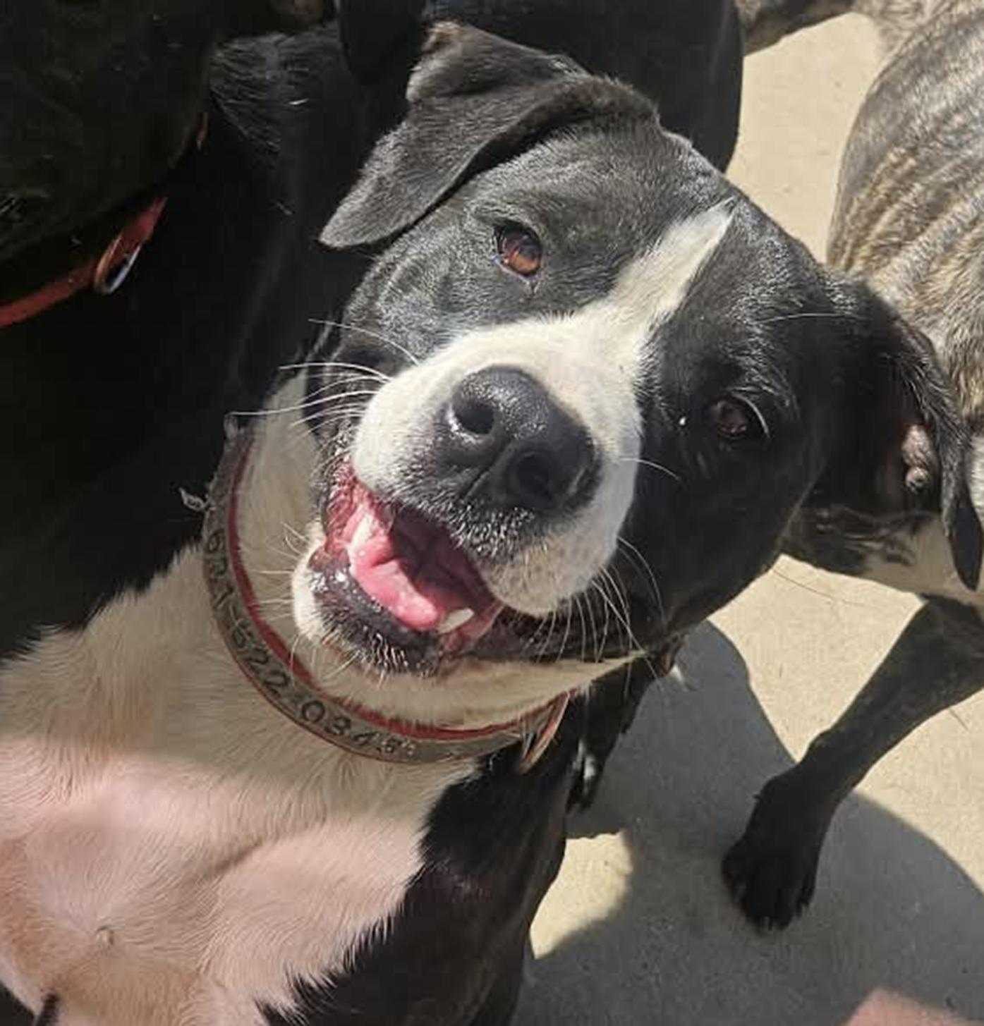 Viola, ADOPTABLE, Young Female Terrier.