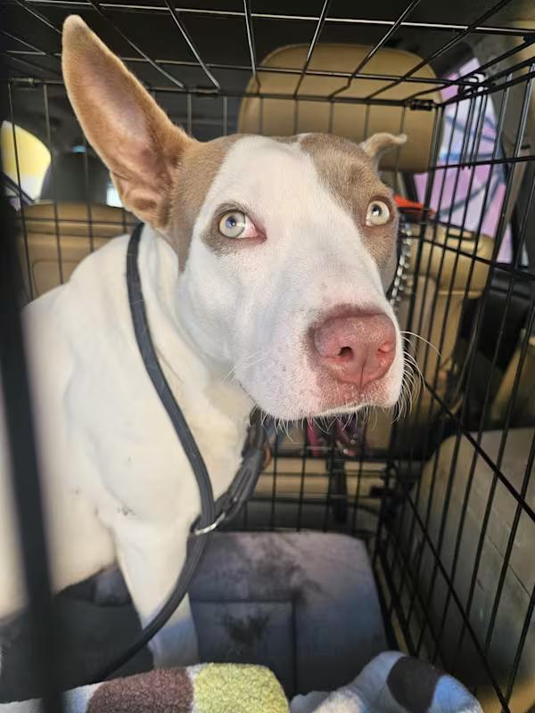 Enlarge Rudy Doo, a ADOPTABLE mixed breed in Encino, CA image 2/2