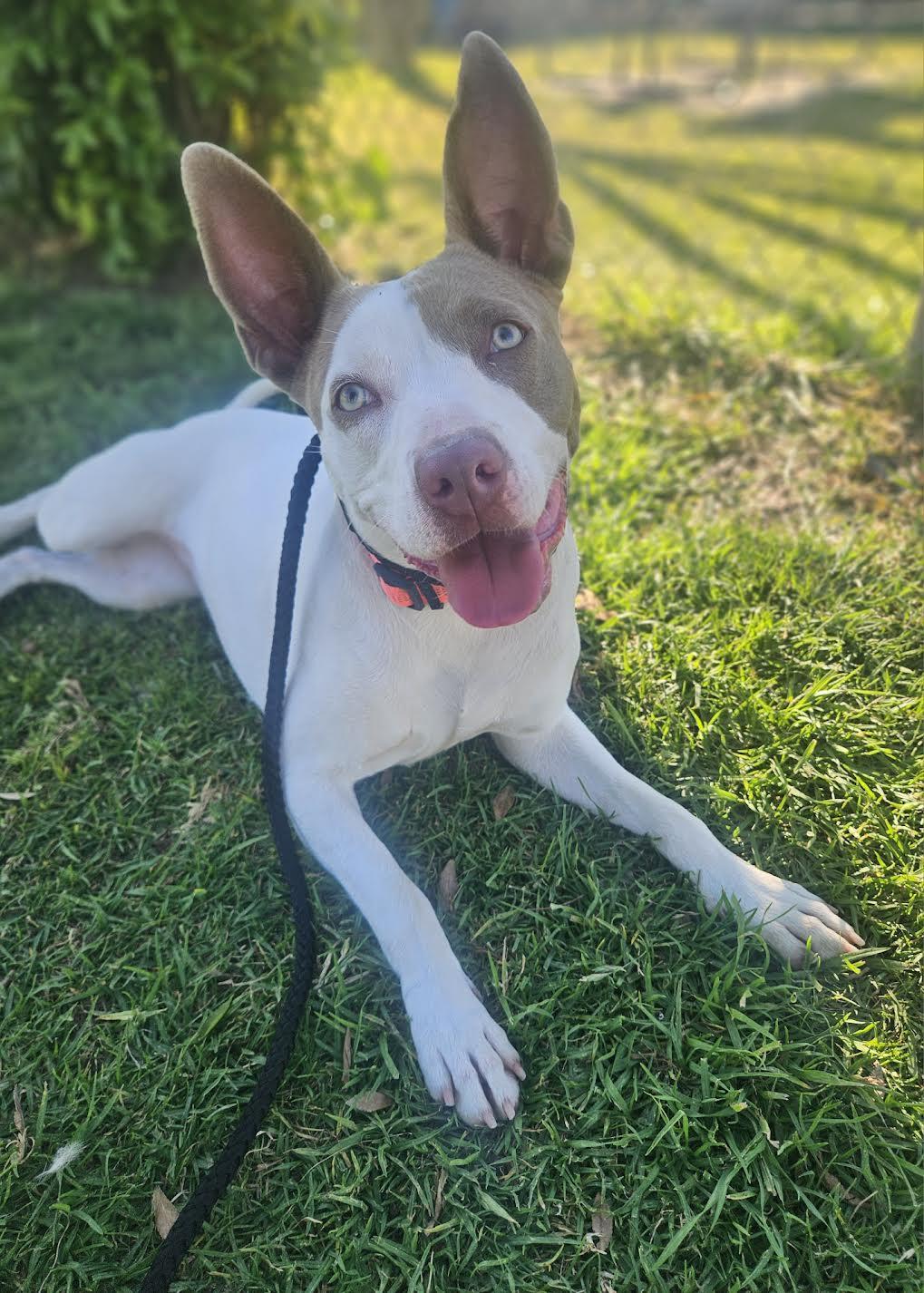Ruby Doo, ADOPTABLE, Young Female Mixed Breed.