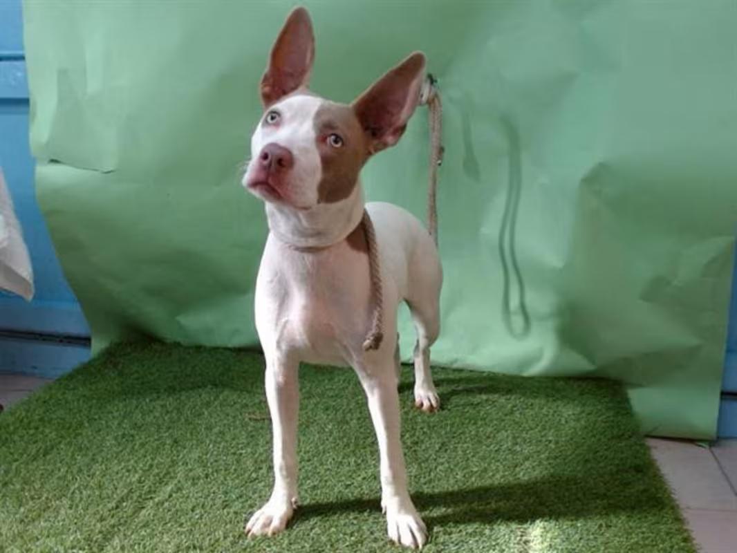 Rudy Doo, ADOPTABLE, Young Female Mixed Breed.