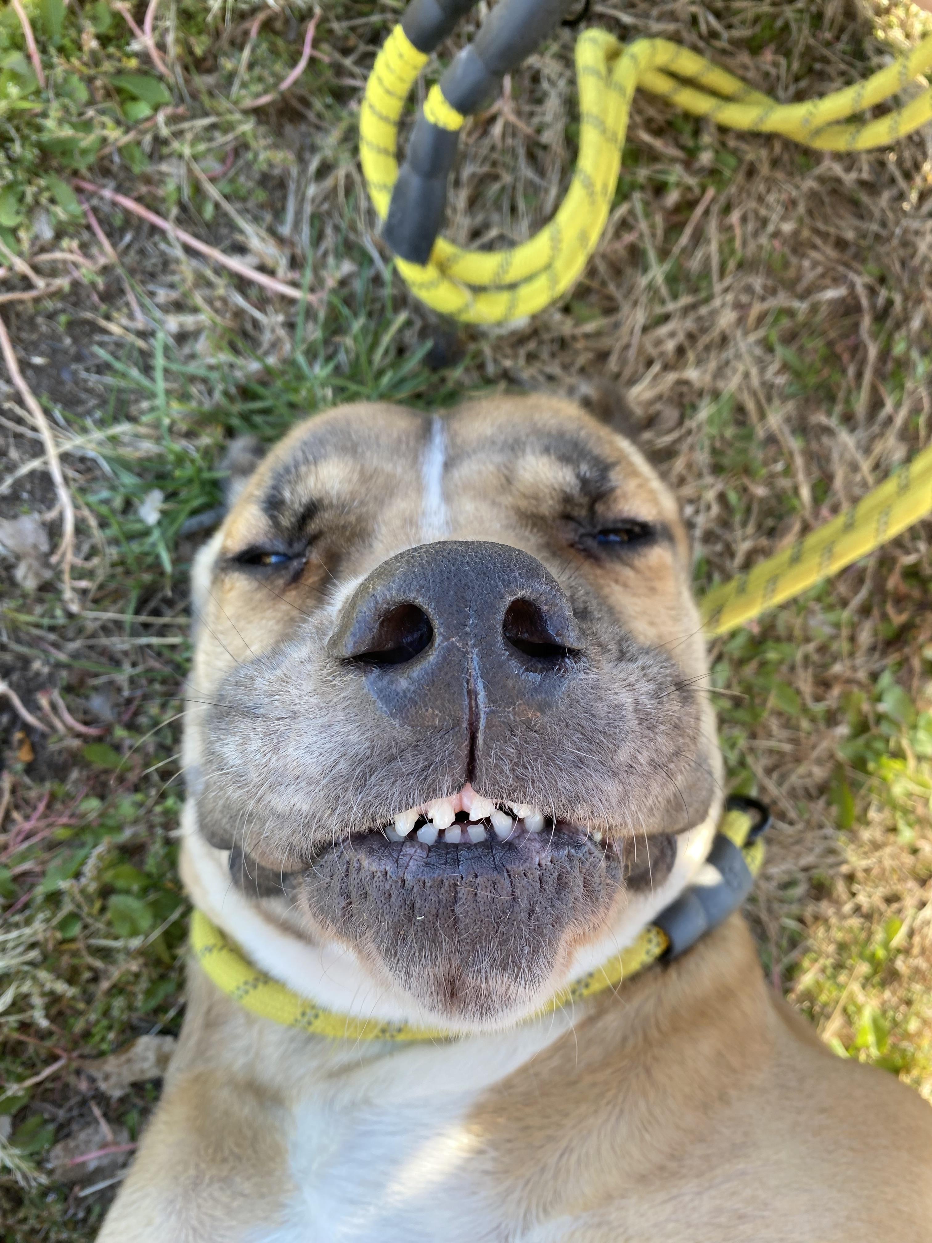 Nola, Adoptable, Adult Female Cane Corso.