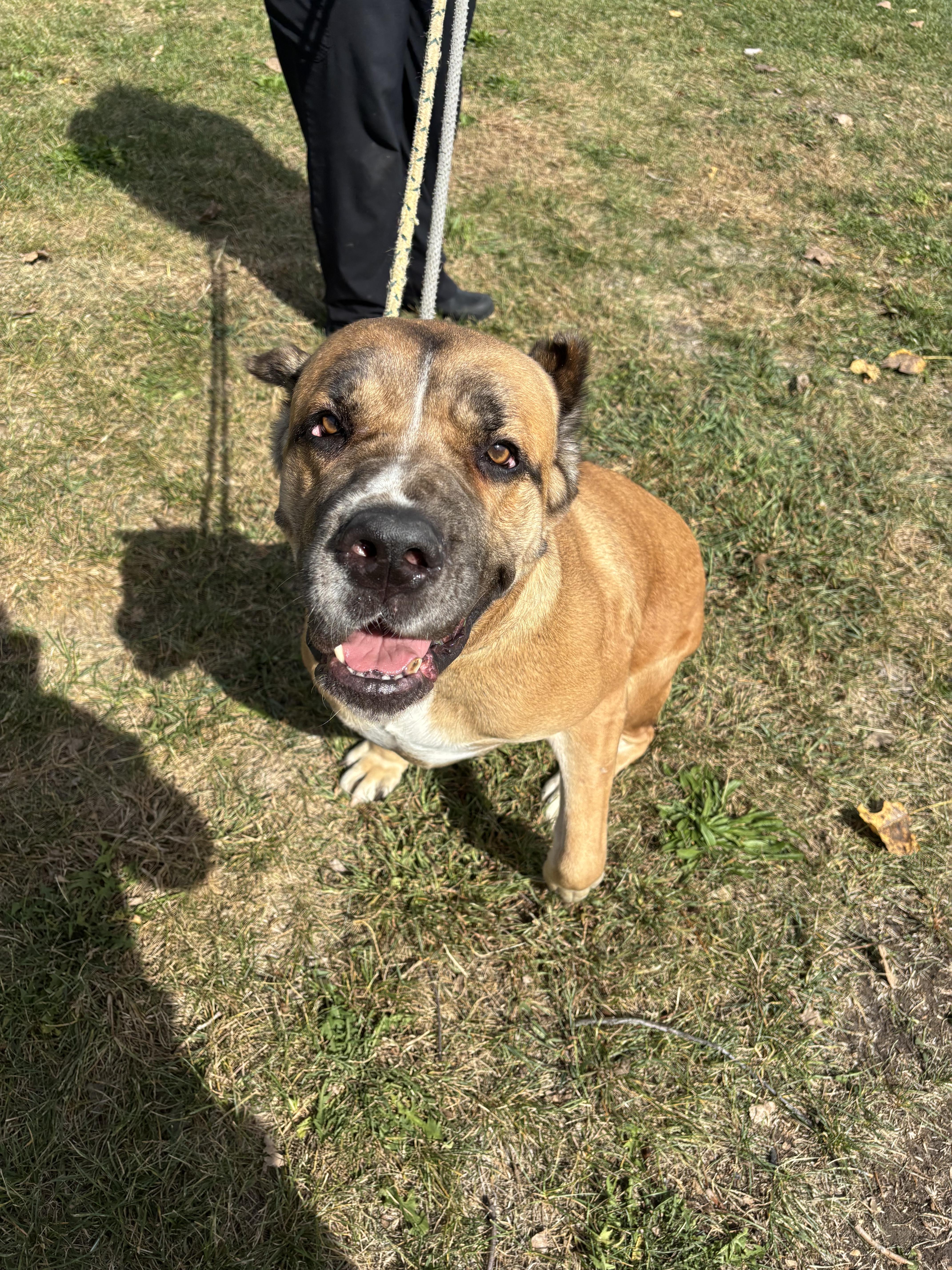 Nola, a Adoptable Cane Corso in Steger, IL image 2/6