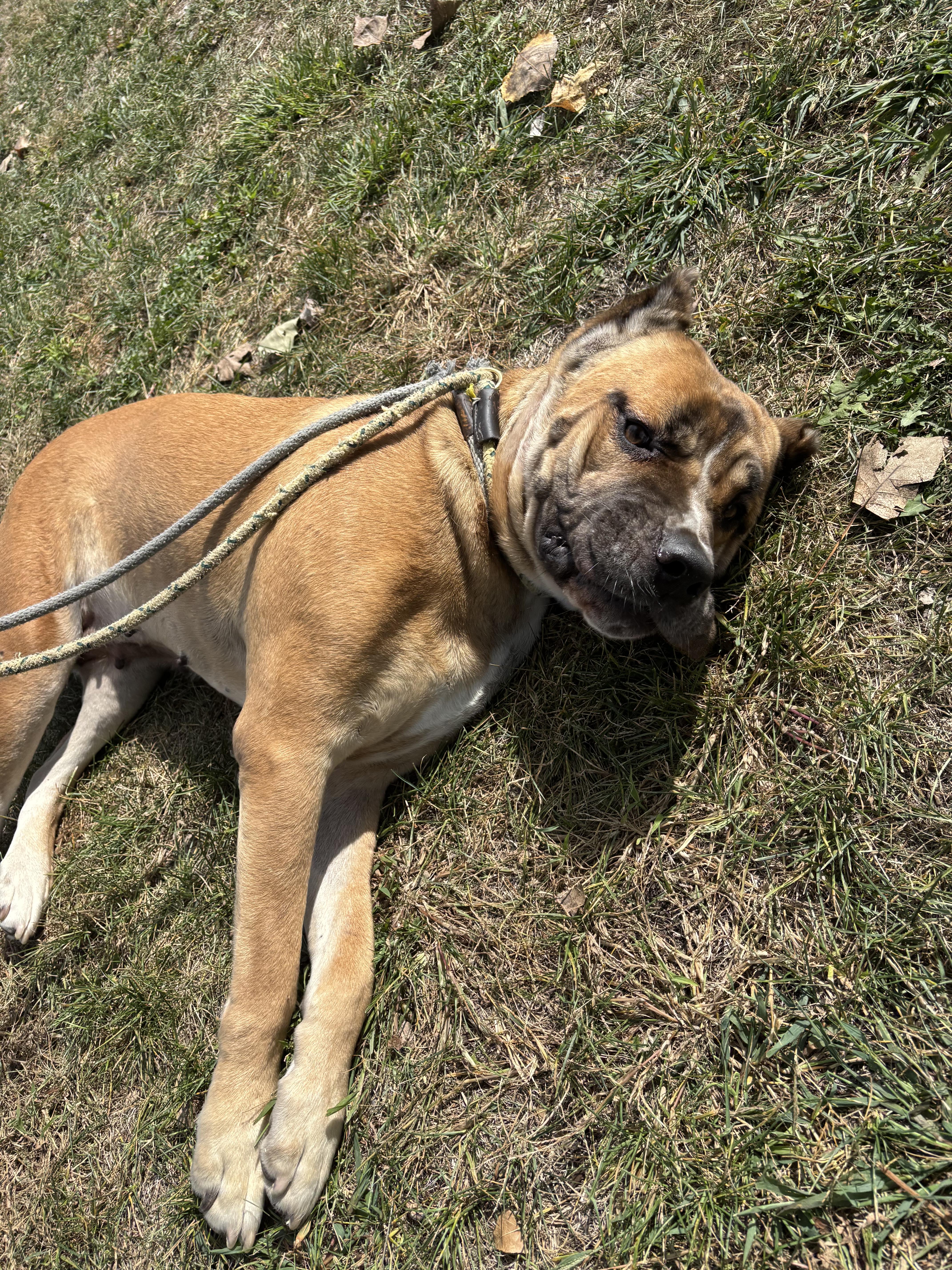 Nola, a Adoptable Cane Corso in Steger, IL image 3/6