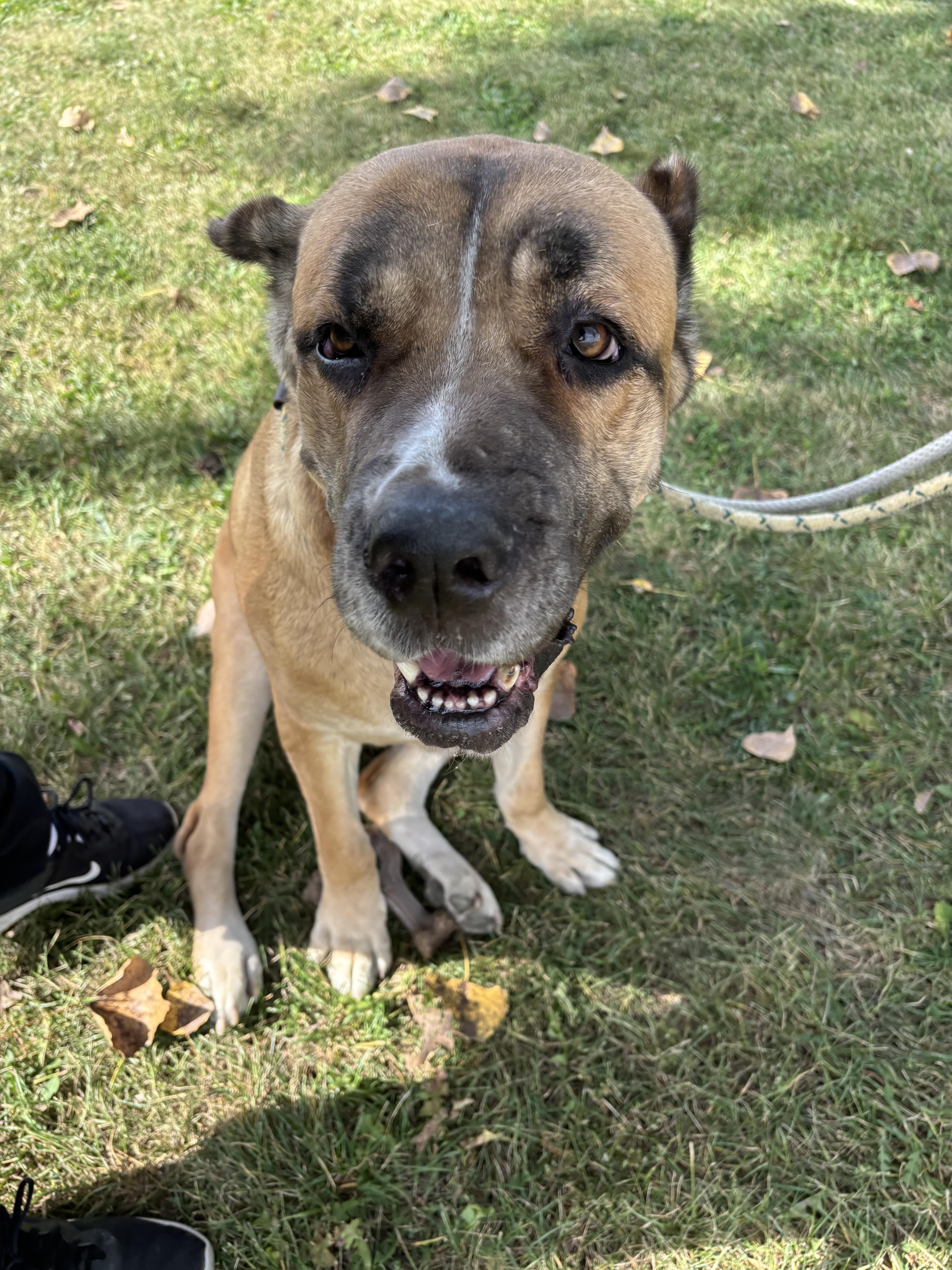 Nola, a Adoptable Cane Corso in Steger, IL image 4/6