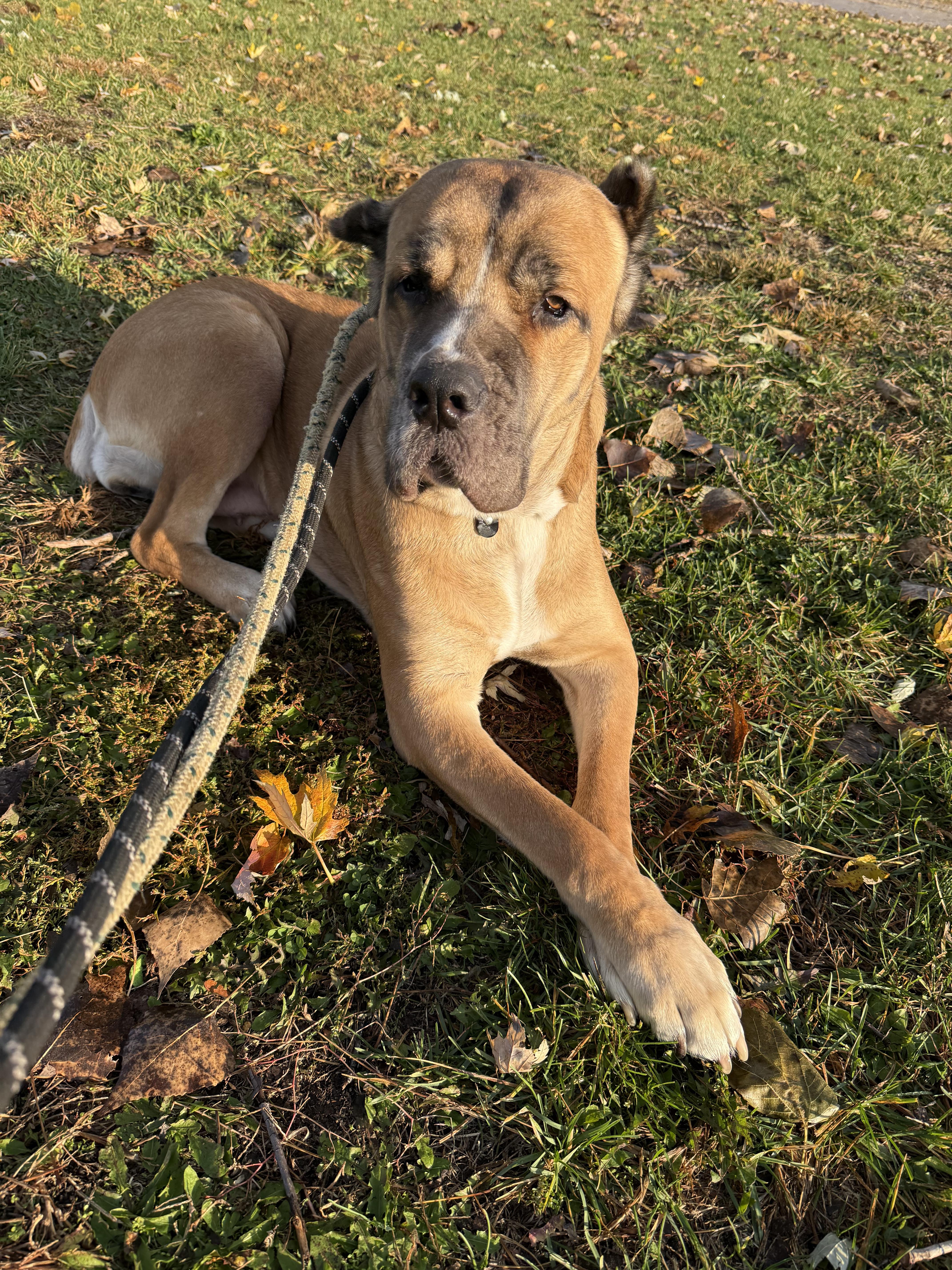 Nola, a Adoptable Cane Corso in Steger, IL image 5/6