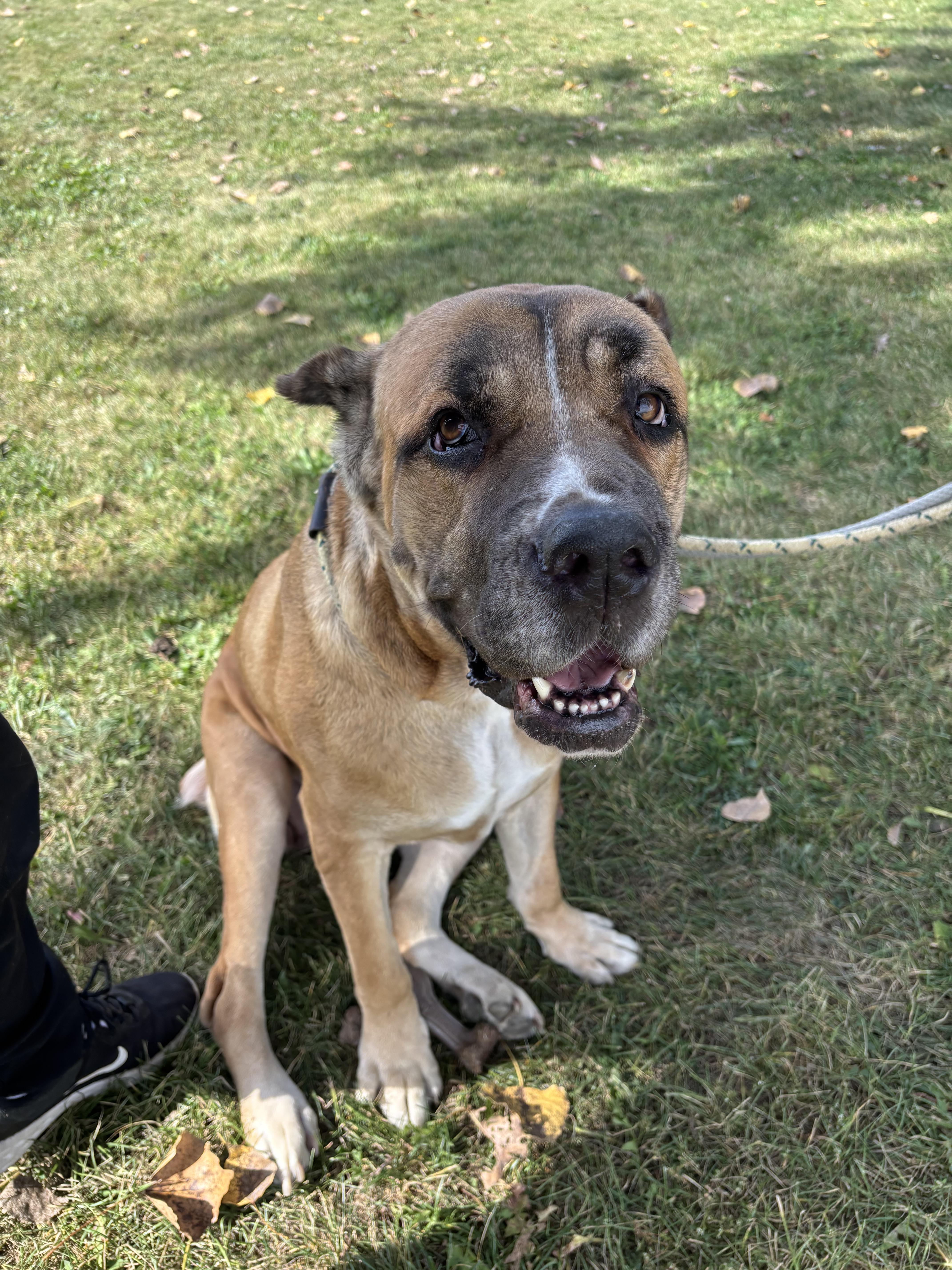 Nola, a Adoptable Cane Corso in Steger, IL image 6/6