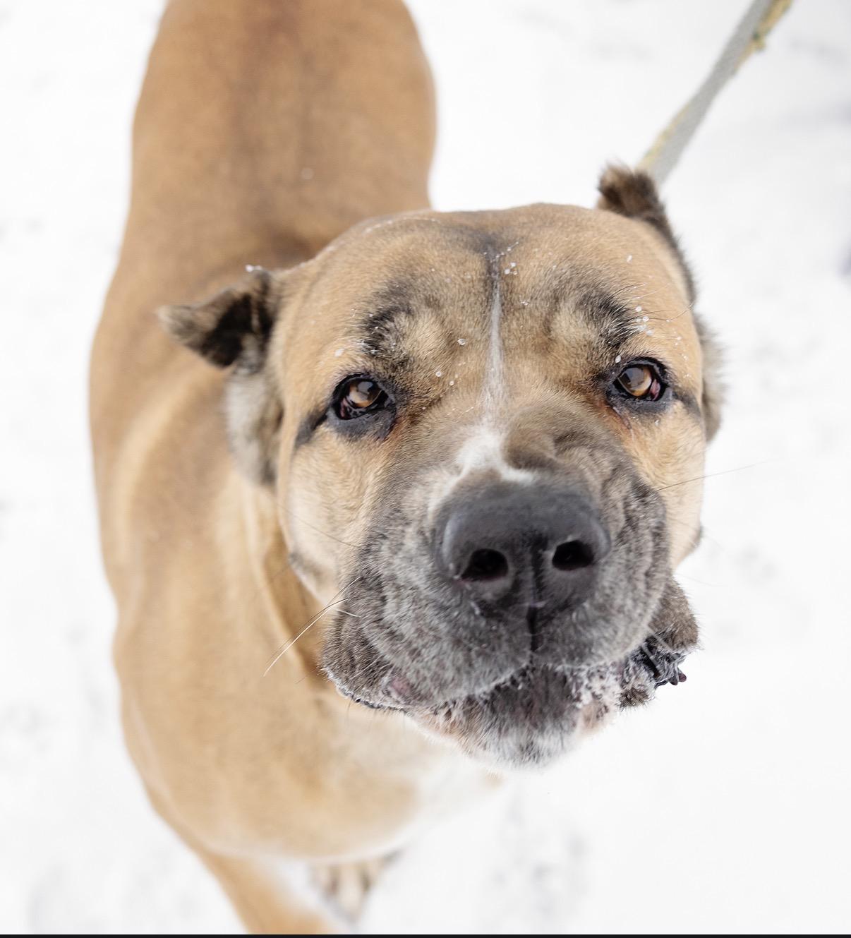 Nola, Adoptable, Adult Female Cane Corso.