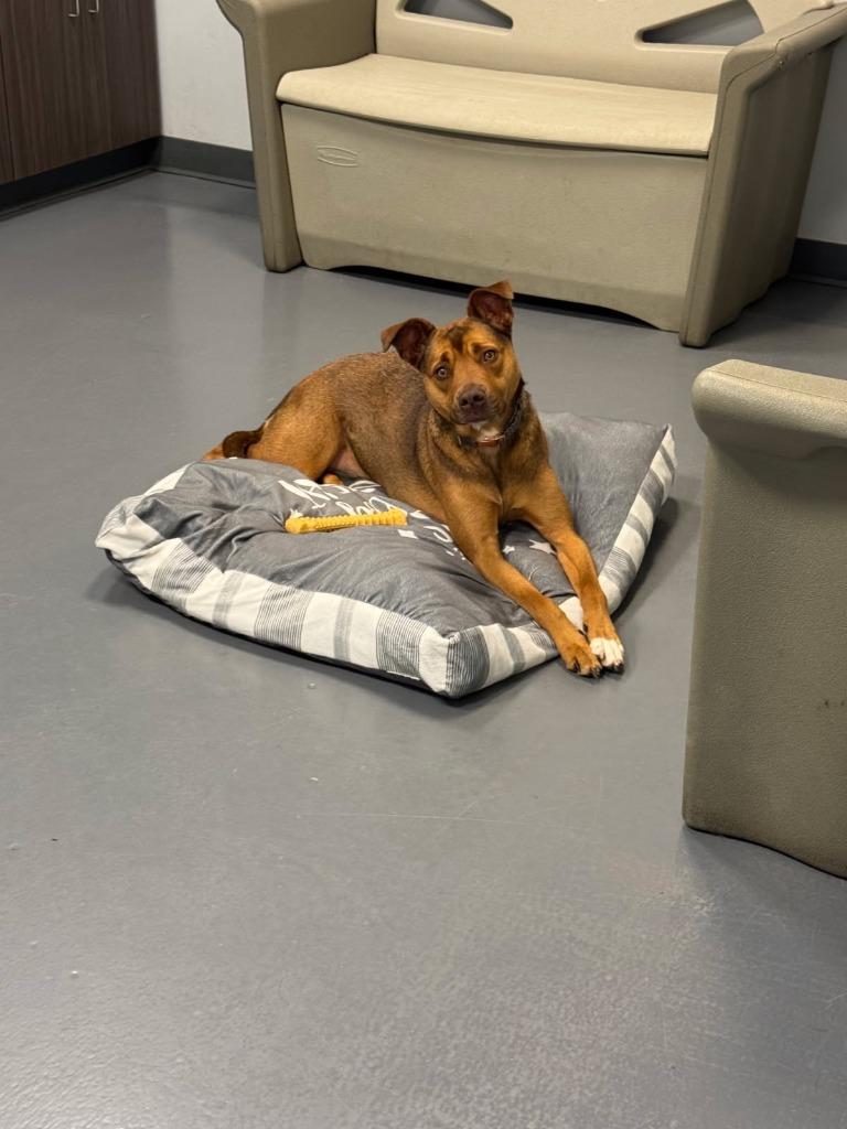 Ava, a Adoptable mixed breed in South Bend, IN image 2/6