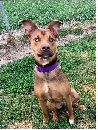 Ava, a Adoptable mixed breed in South Bend, IN image 3/6