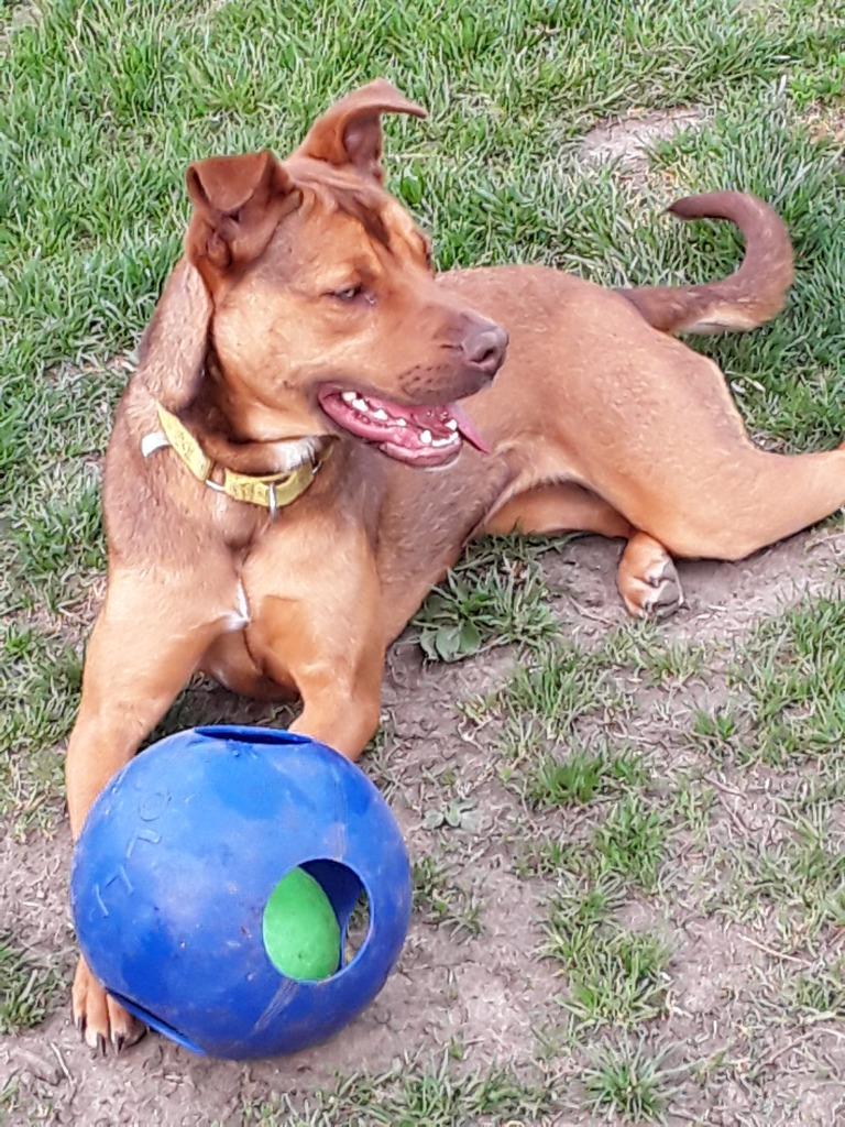 Ava, a Adoptable mixed breed in South Bend, IN image 4/6