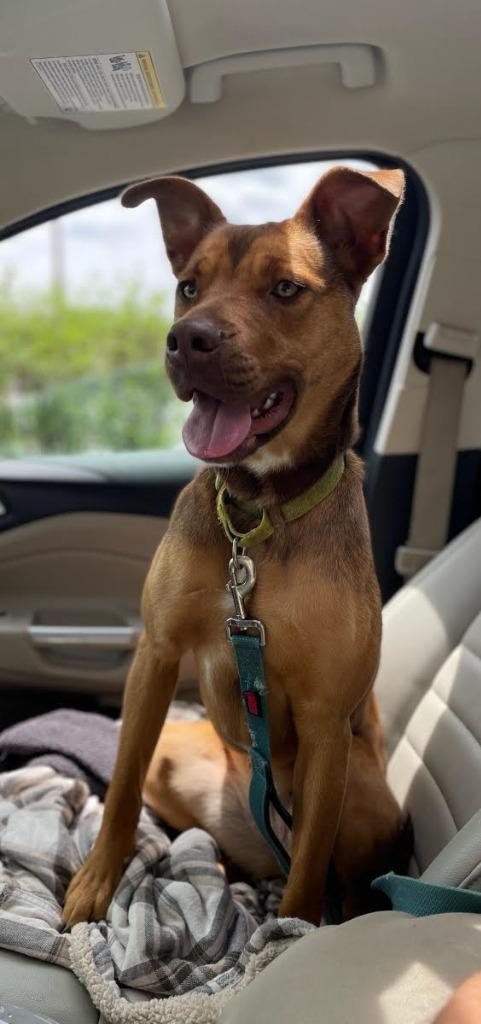 Ava, a Adoptable mixed breed in South Bend, IN image 5/6