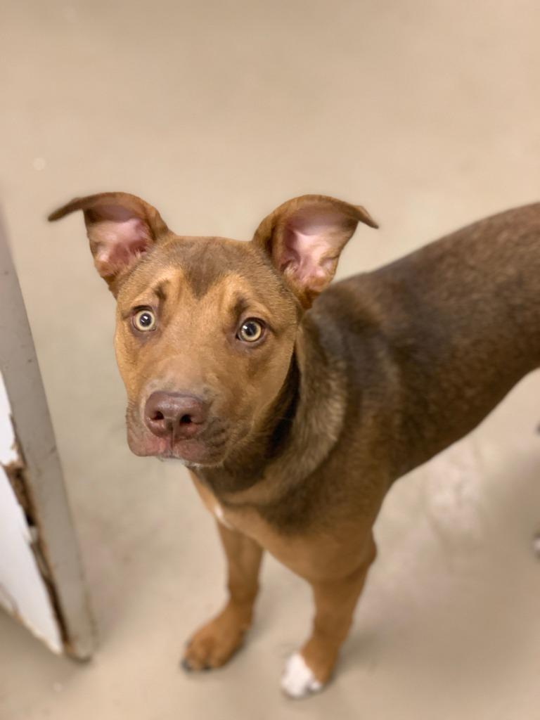 Ava, a Adoptable mixed breed in South Bend, IN image 6/6