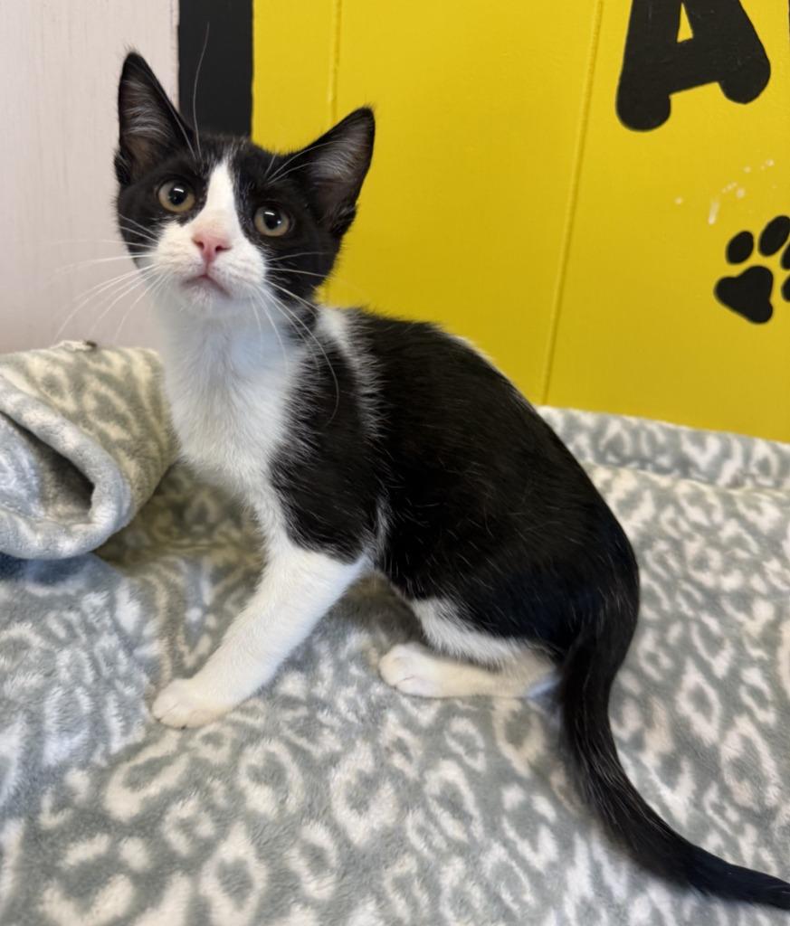 Enlarge Tendon, a Adoptable mixed breed in Lemoore, CA image 1/1