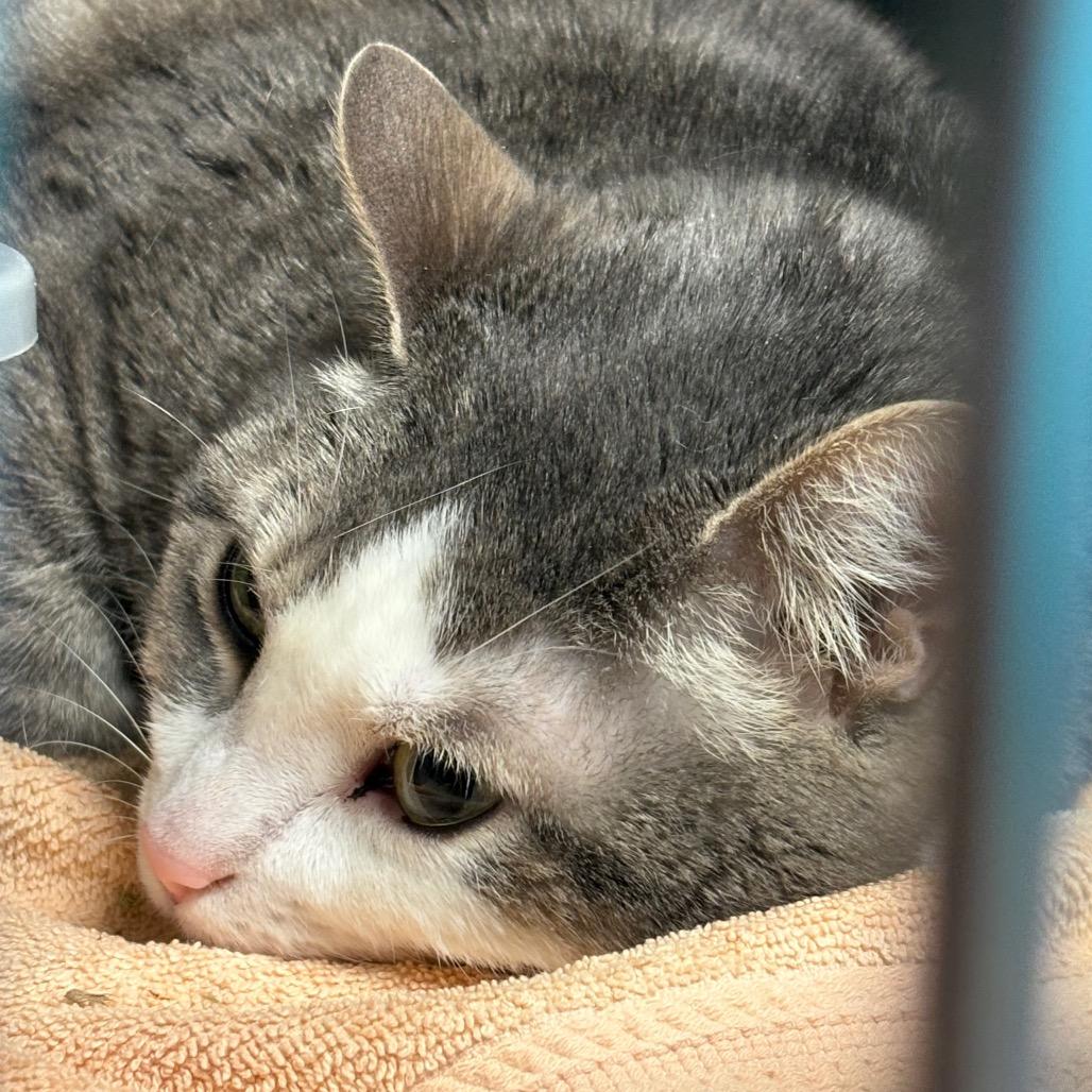 Storm, Adoptable, Adult Female Domestic Short Hair.