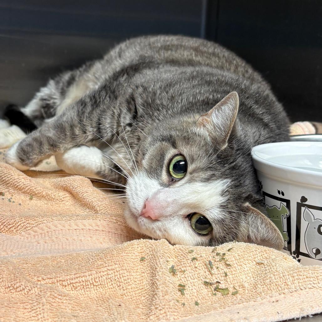 Enlarge Storm, a Adoptable Domestic Short Hair in Springfield, IL image 2/3