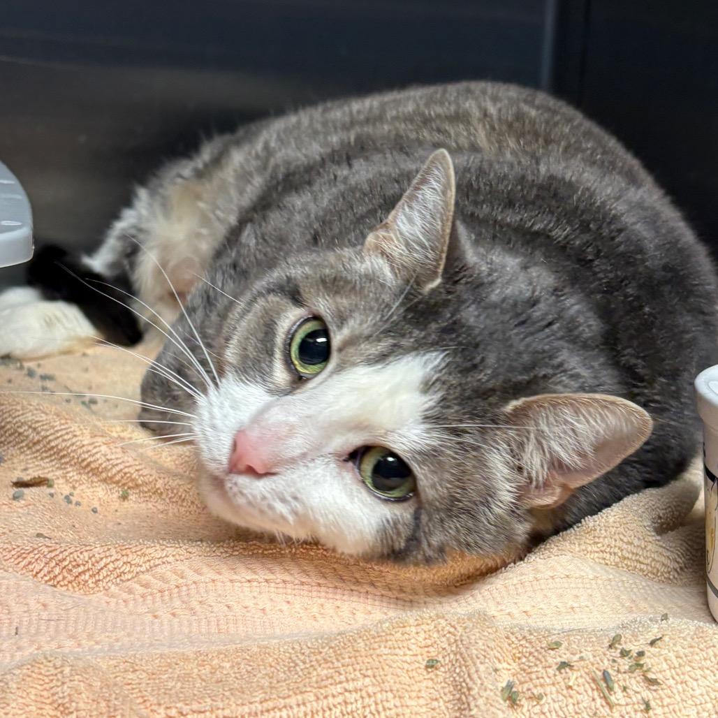 Enlarge Storm, a Adoptable Domestic Short Hair in Springfield, IL image 3/3