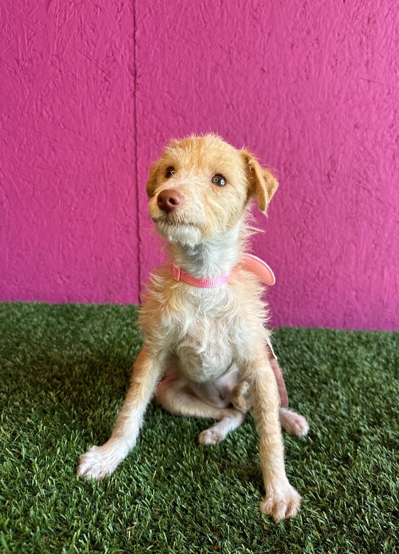 Dog for adoption Patsy, a Border Terrier & Schnauzer Mix in Aliso