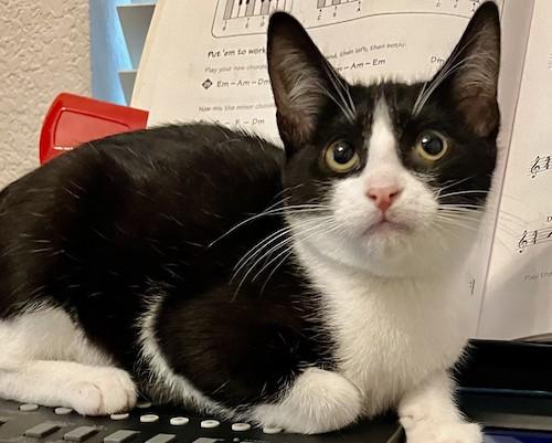 ChipBe & DaleBe - bonded pair!, adoptable, Kitten Male Tuxedo & Domestic Short Hair.