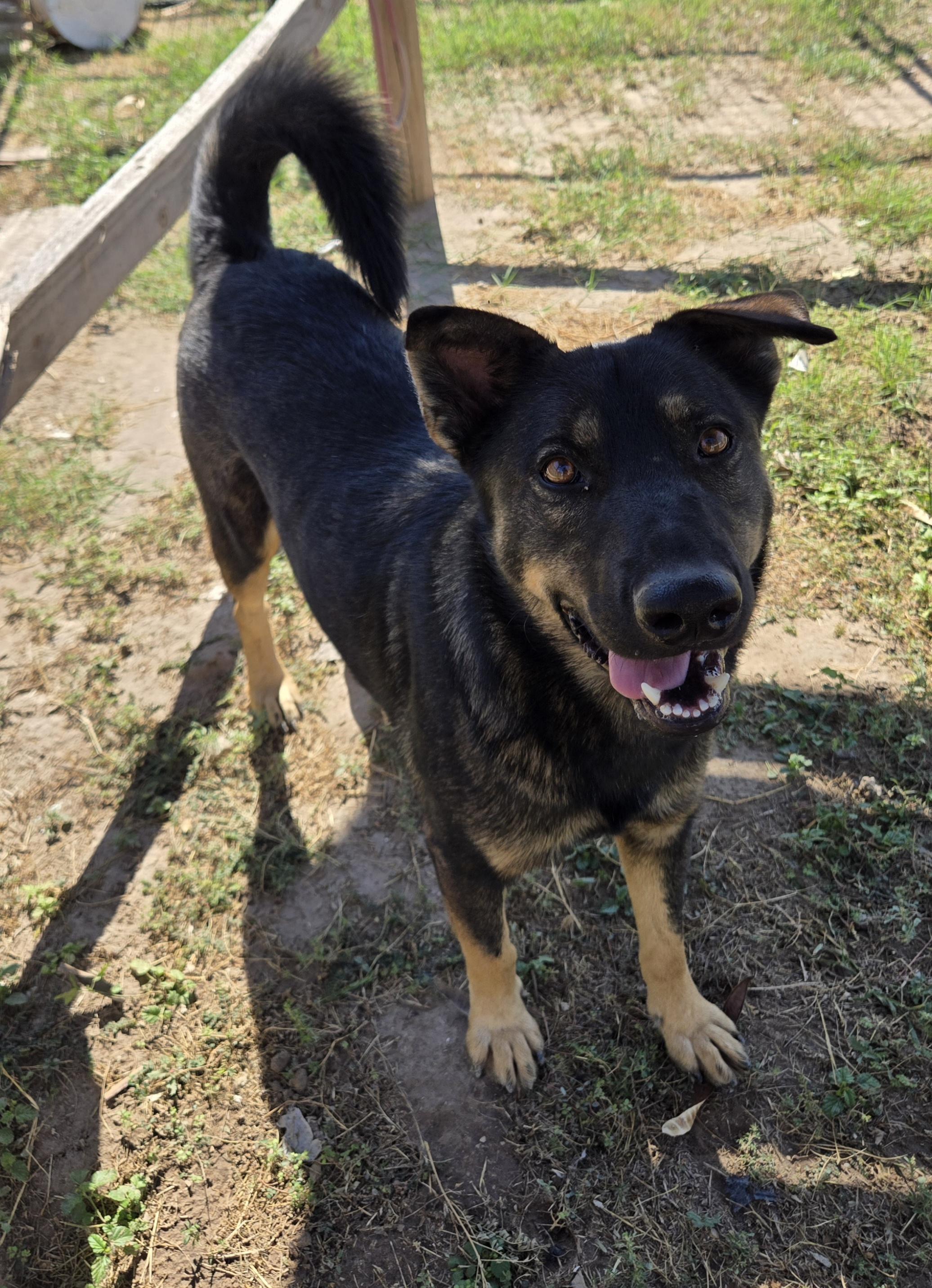 Gabriel, a Adoptable mixed breed in Bayonne, NJ image 2/2
