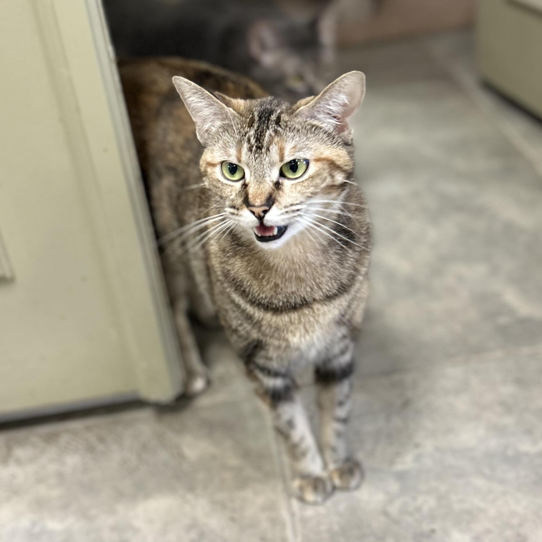Enlarge Krile, a Adoptable Domestic Short Hair in Seguin, TX image 2/5