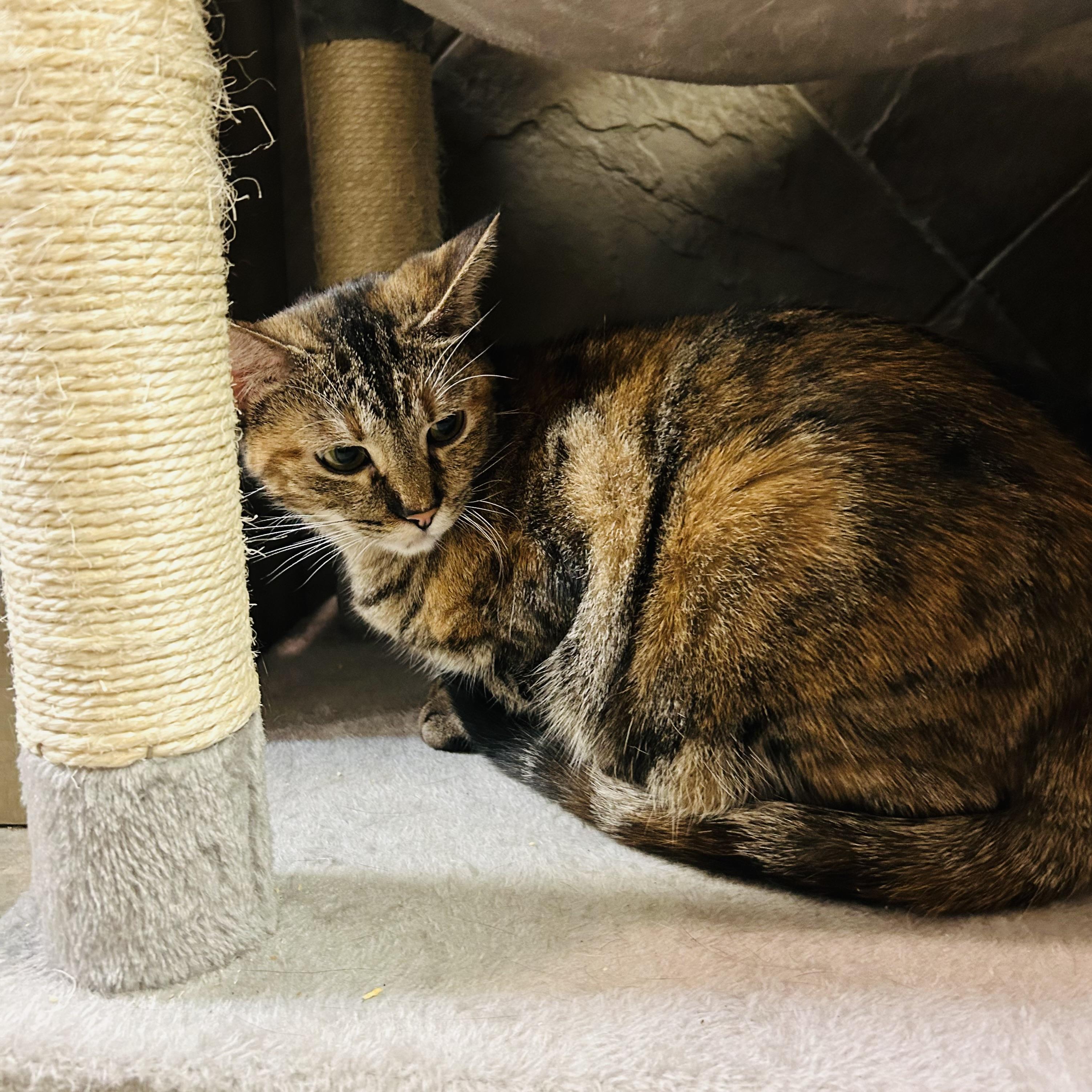 Enlarge Krile, a Adoptable Domestic Short Hair in Seguin, TX image 2/4