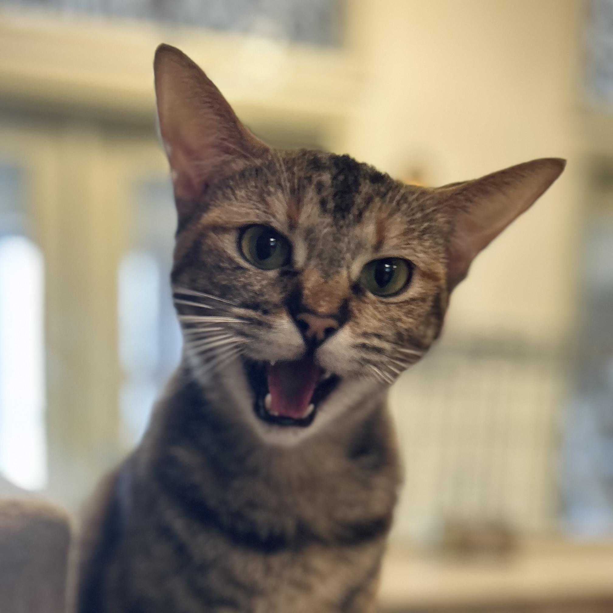 Enlarge Krile, a Adoptable Domestic Short Hair in Seguin, TX image 1/5