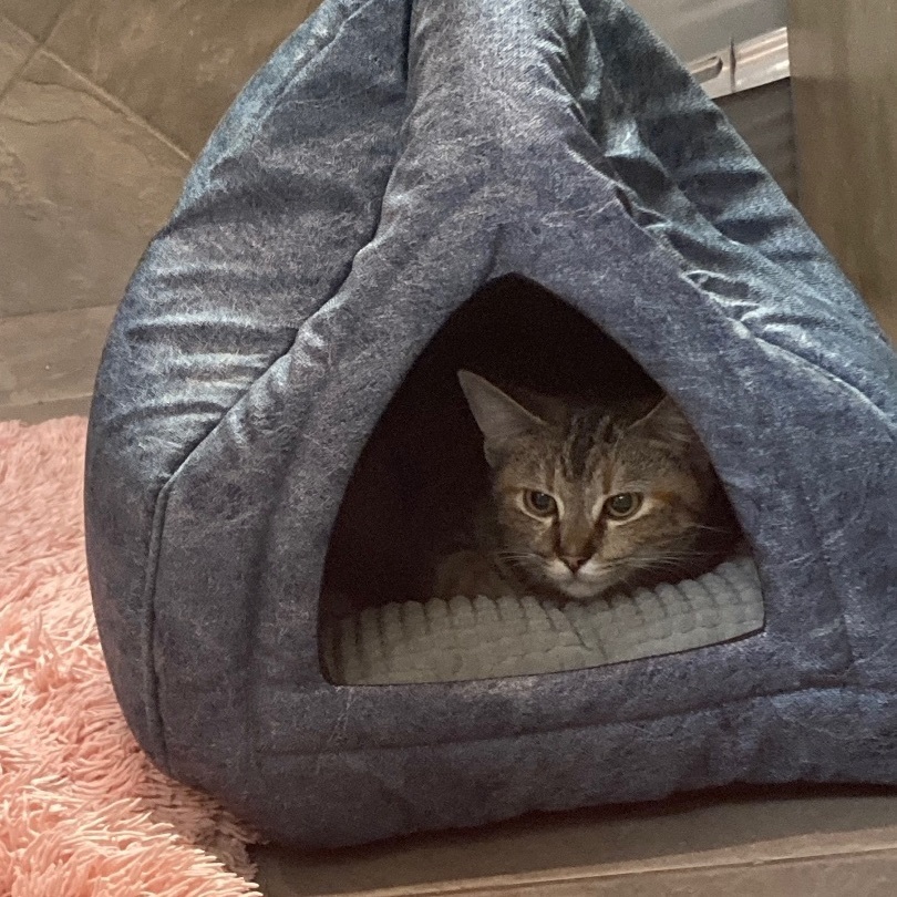 Enlarge Krile, a Adoptable Domestic Short Hair in Seguin, TX image 3/4