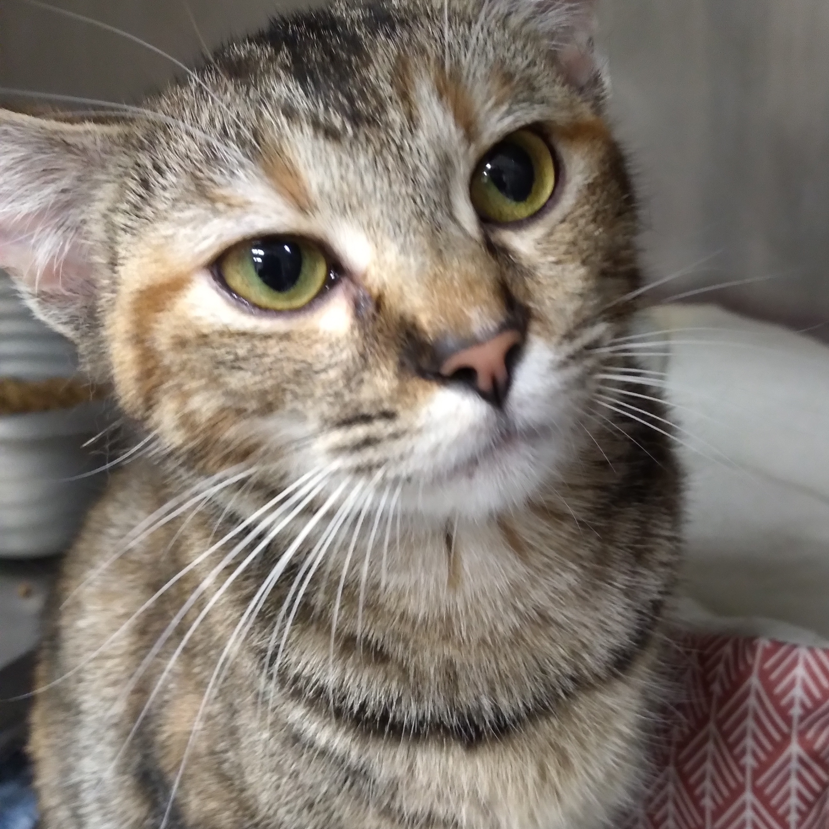 Enlarge Krile, a Adoptable Domestic Short Hair in Seguin, TX image 4/4