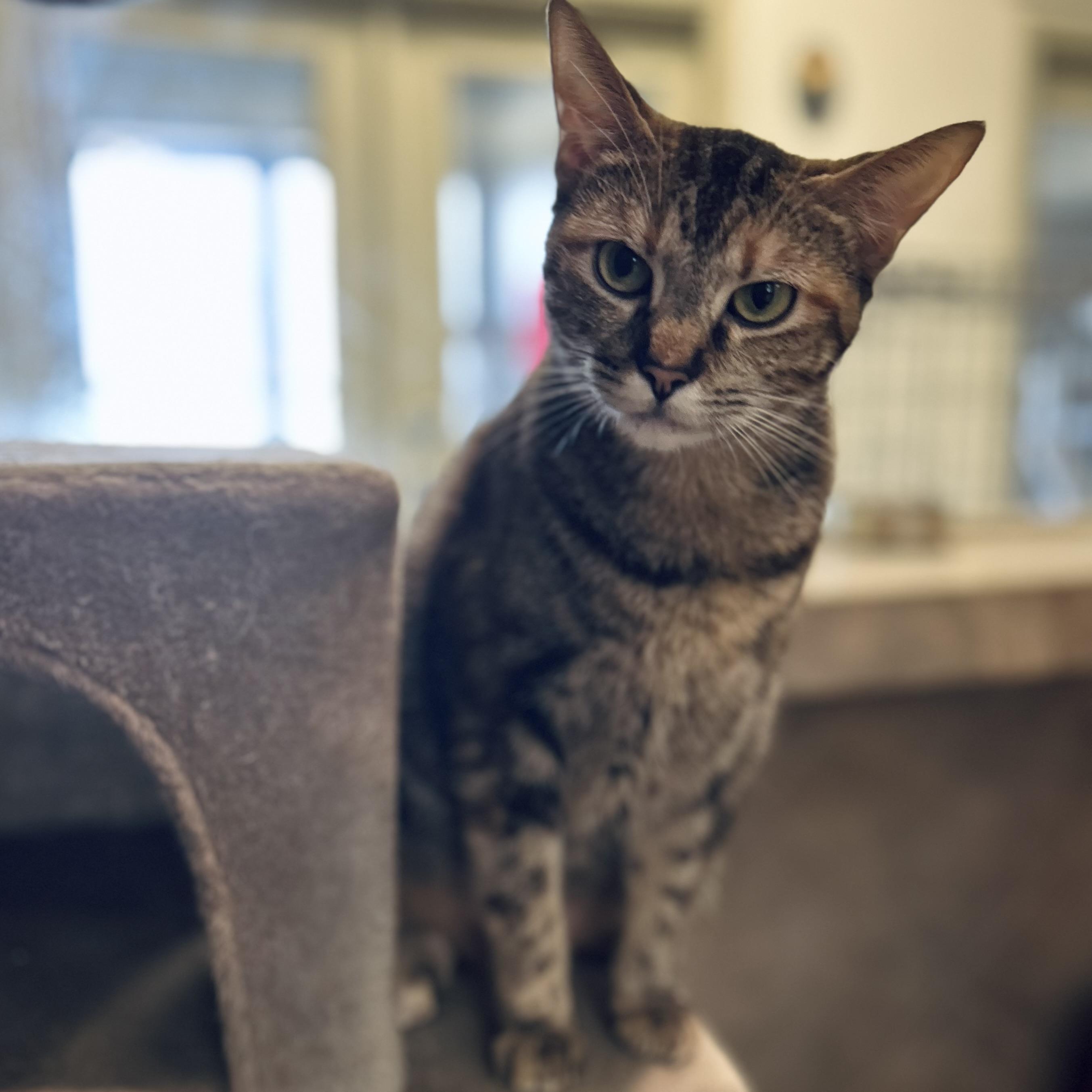 Enlarge Krile, a Adoptable Domestic Short Hair in Seguin, TX image 3/5