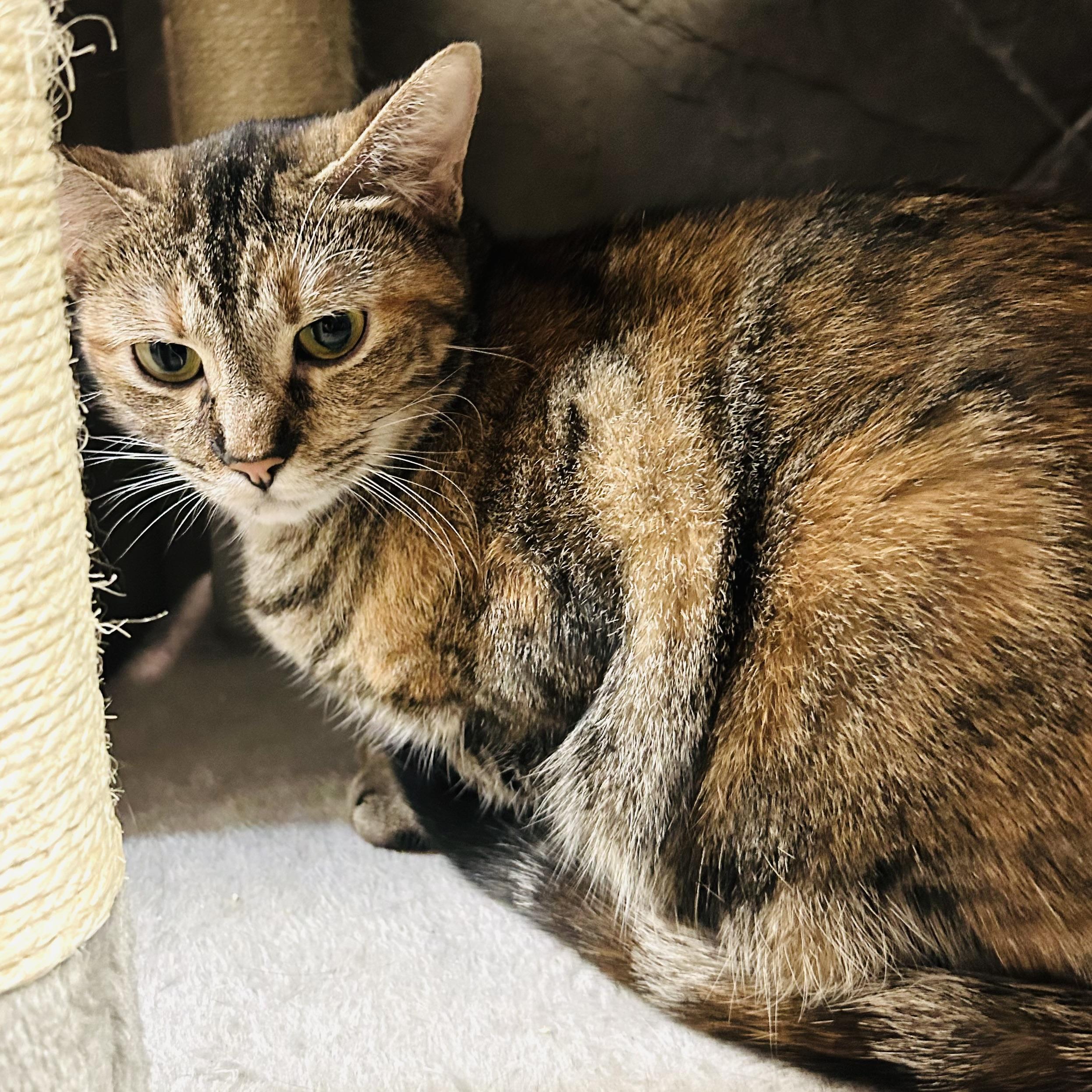 Krile, Adoptable, Adult Female Domestic Short Hair.