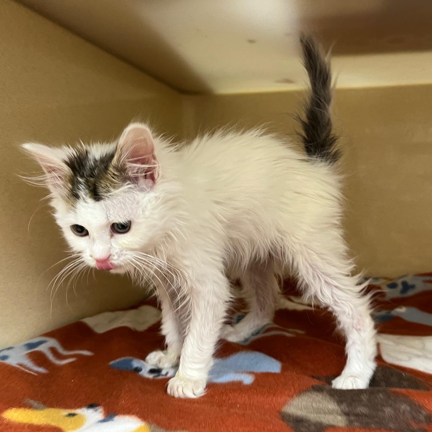 Frappe, an adopted mixed breed in Clarksville, VA image 3/6