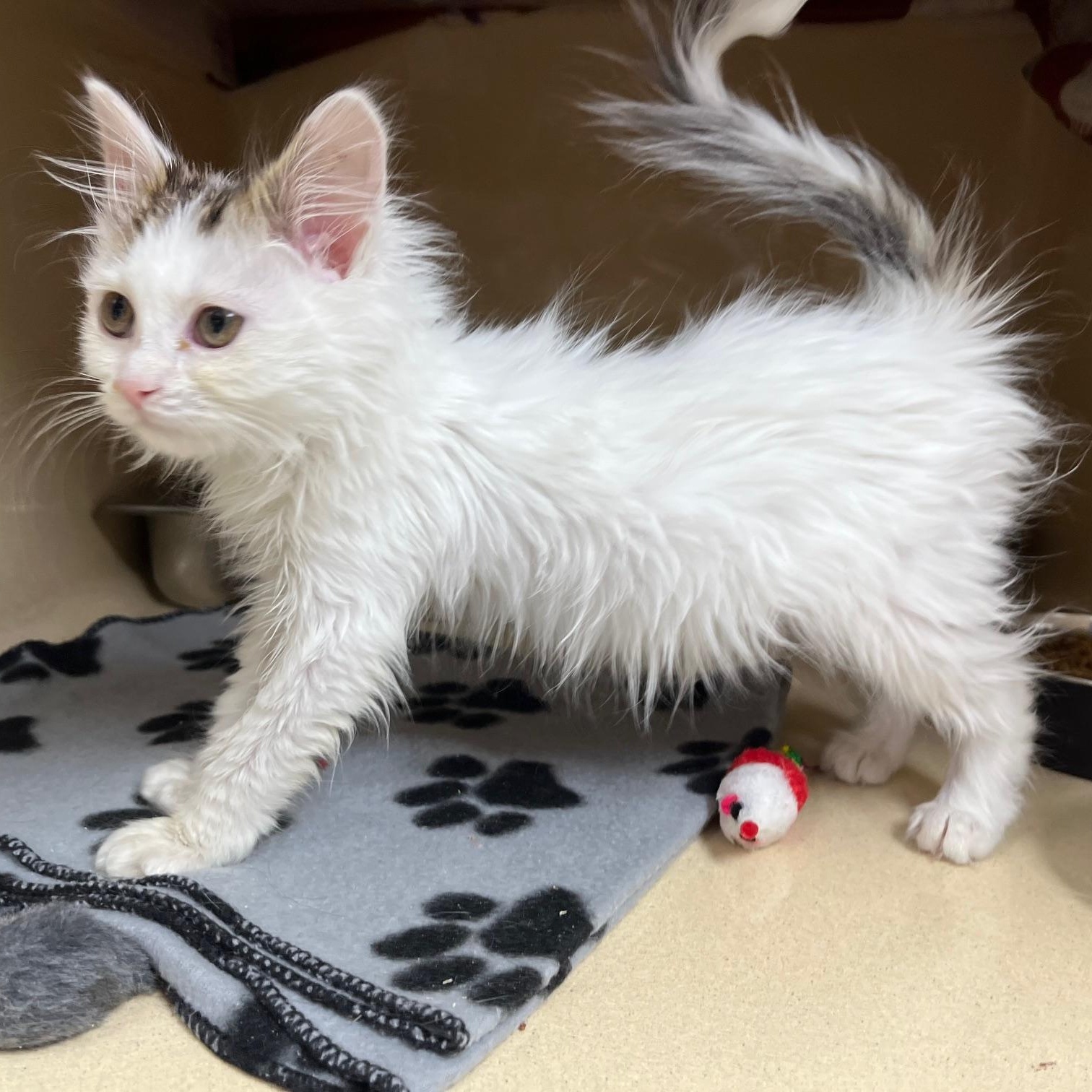 Frappe, an adopted mixed breed in Clarksville, VA image 1/6