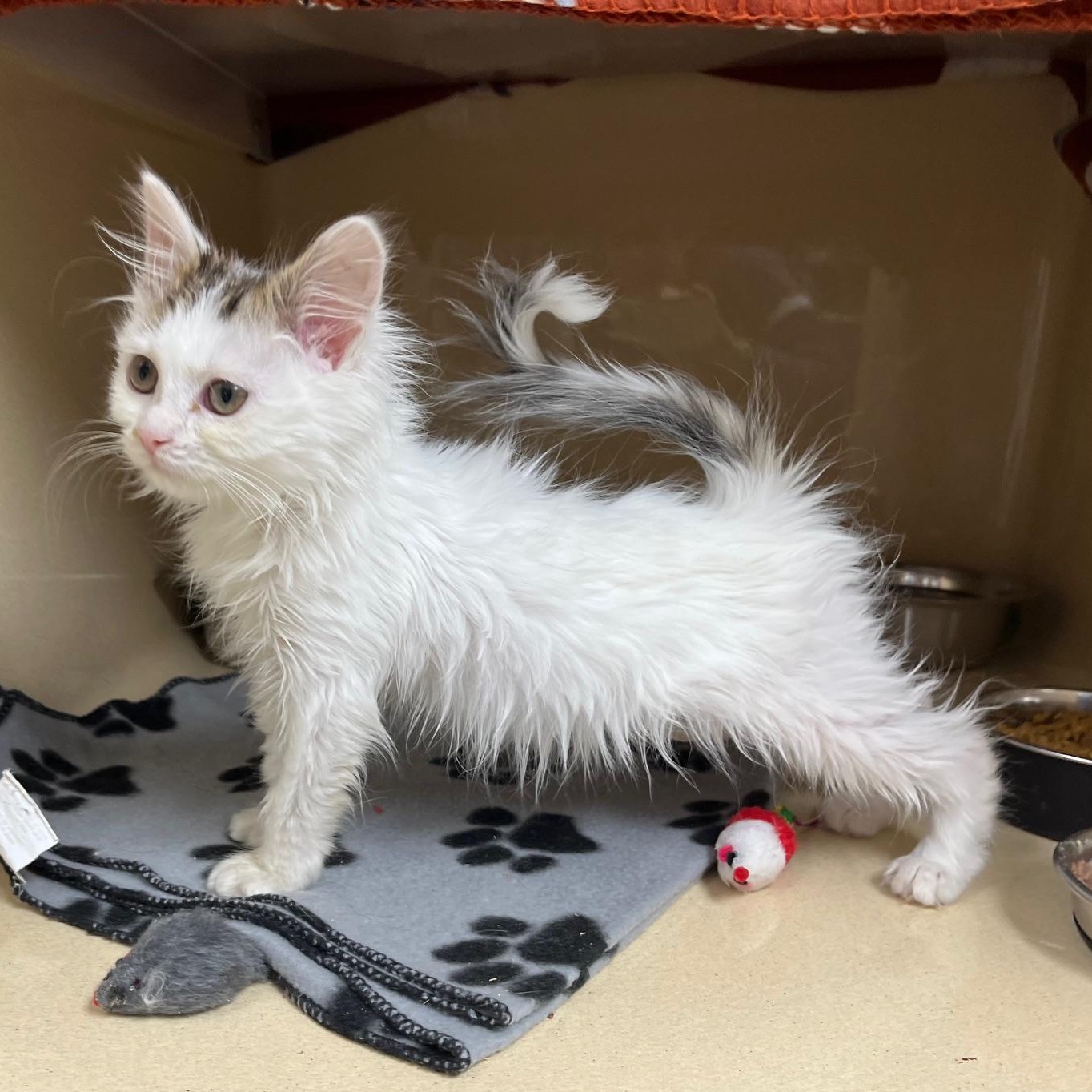 Frappe, an adopted mixed breed in Clarksville, VA image 2/6