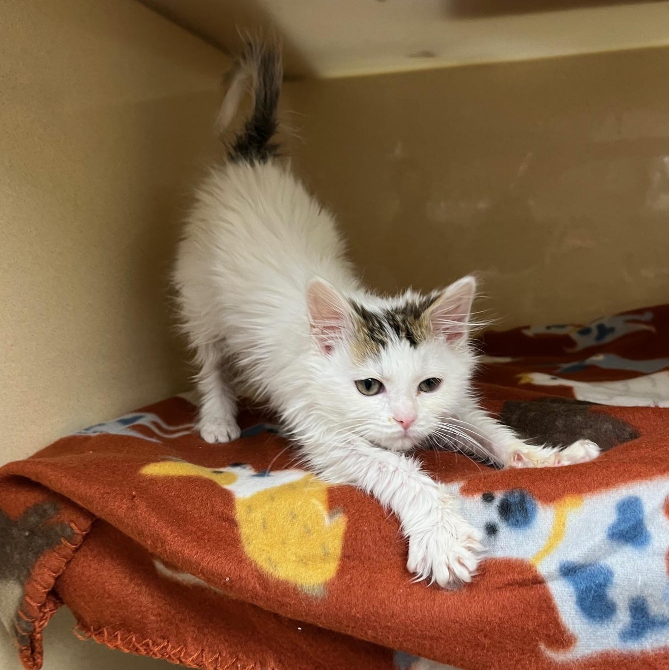 Frappe, an adopted mixed breed in Clarksville, VA image 5/6