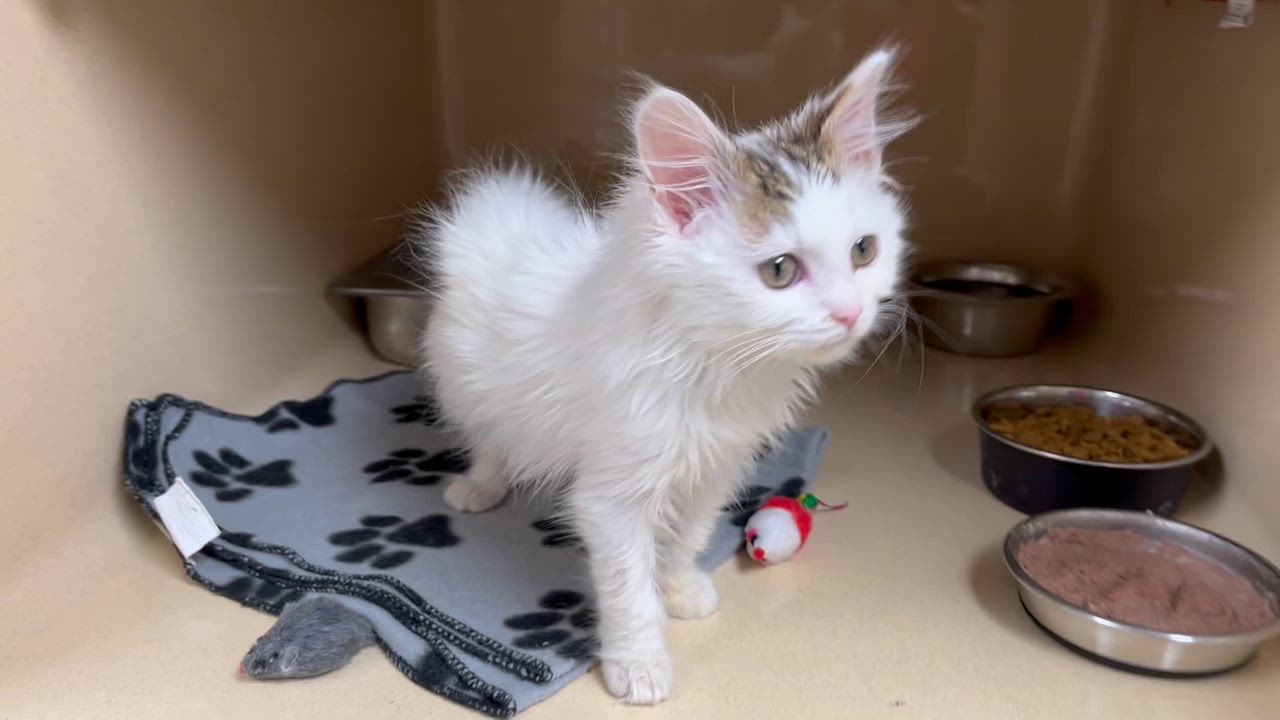 Enlarge Frappe, an adopted mixed breed in Clarksville, VA video 6/6