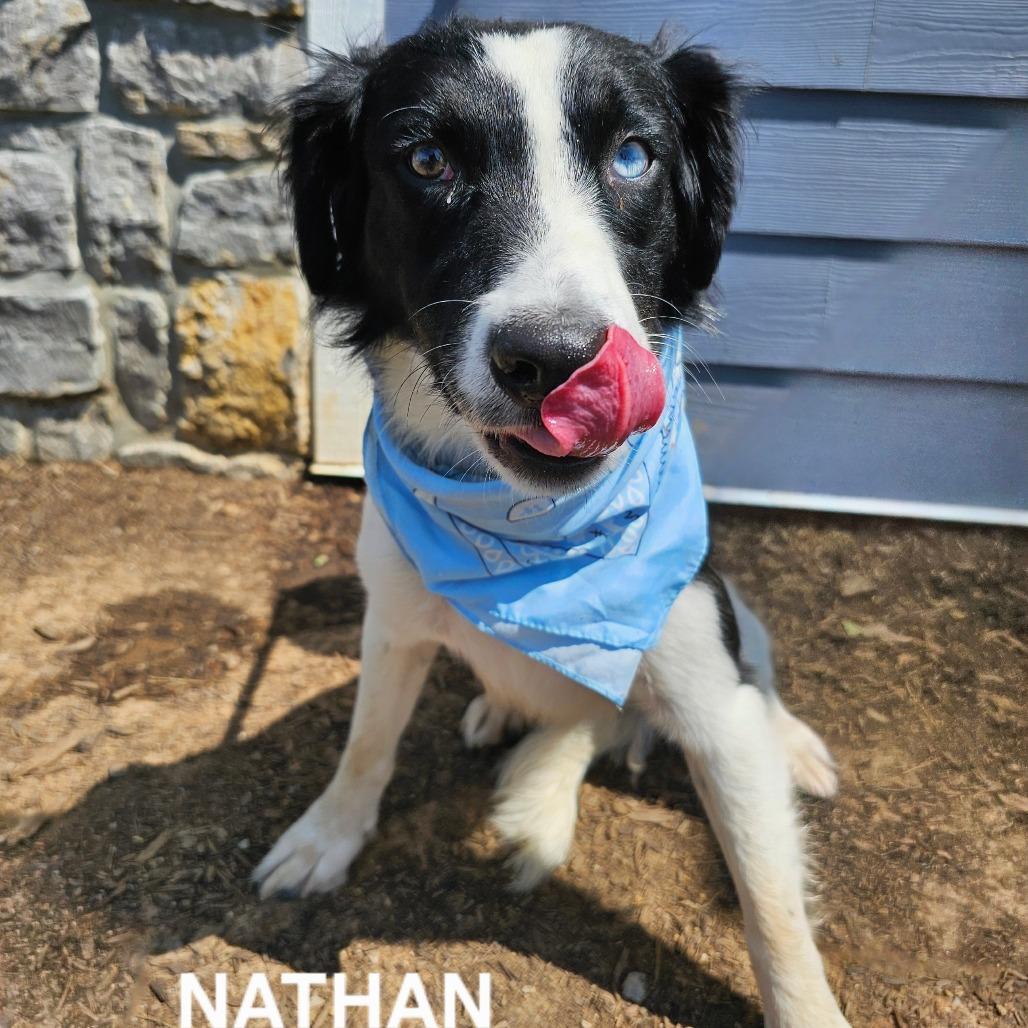 Nathan, a Adoptable mixed breed in Madisonville, TN image 2/3