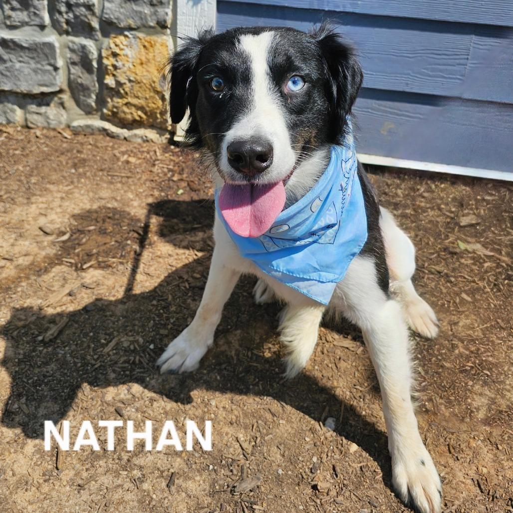 Nathan, a Adoptable mixed breed in Madisonville, TN image 3/3